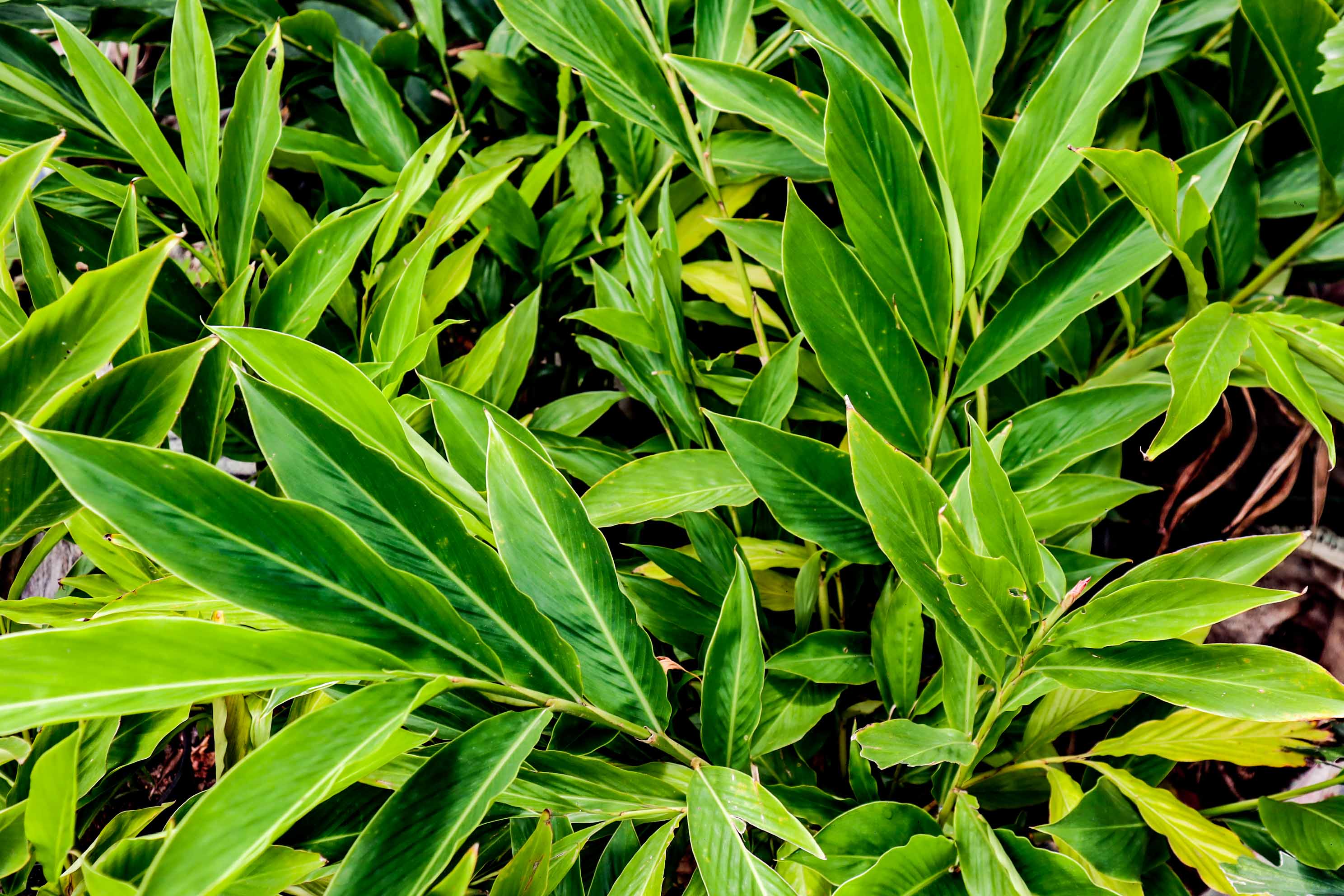 Green Ginger Lily Plant – Ornamental Alpinia Tropical Foliage Plant