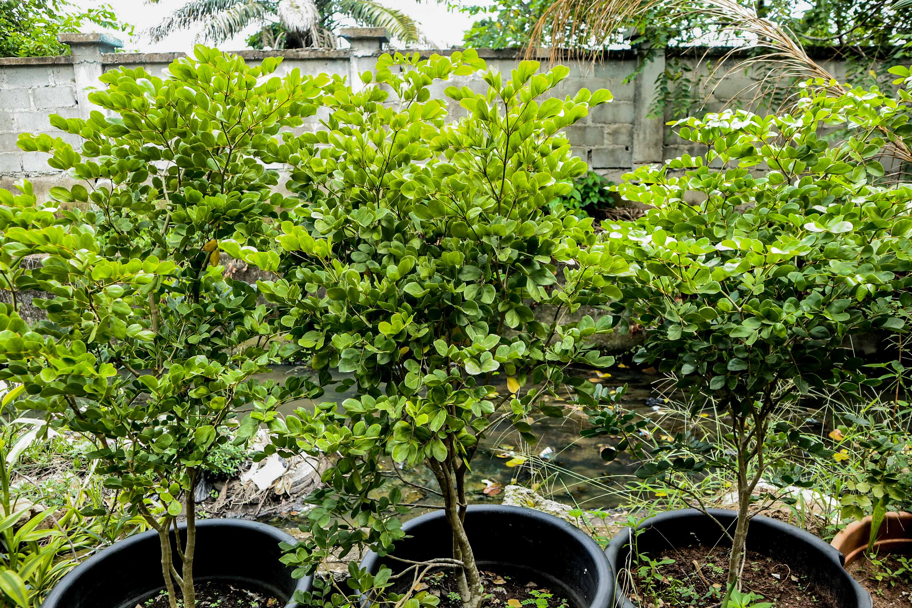 Clusia Plant – Premium Outdoor Ornamental Hedge Shrub