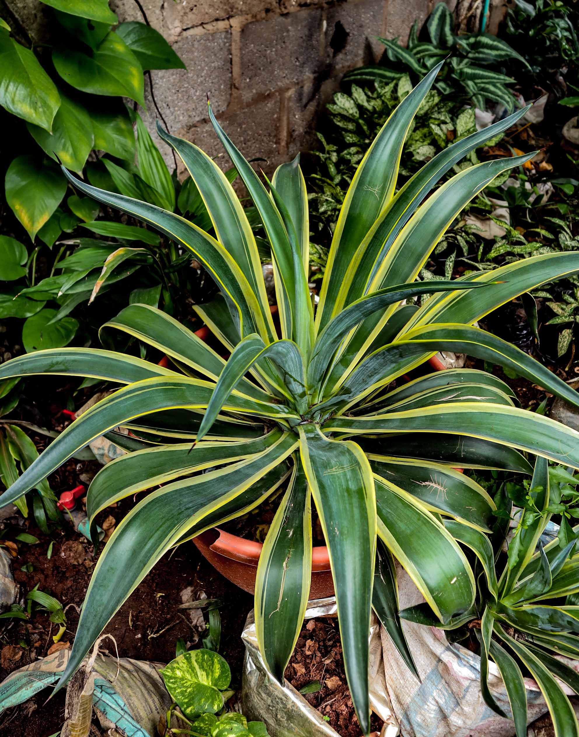 Variegated Smooth Agave Plant – Live Ornamental Agave Succulent