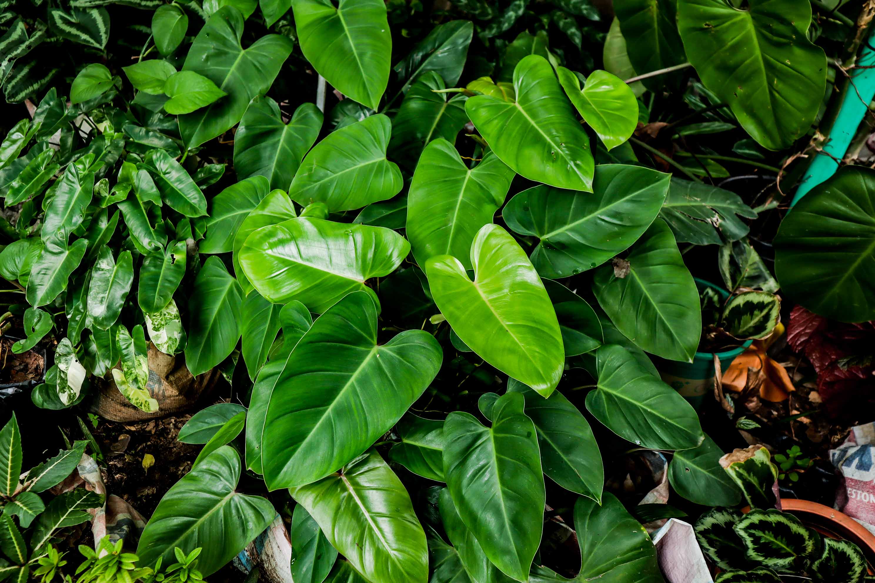Philodendron Imperial Green – Glossy Tropical Indoor Foliage Plant