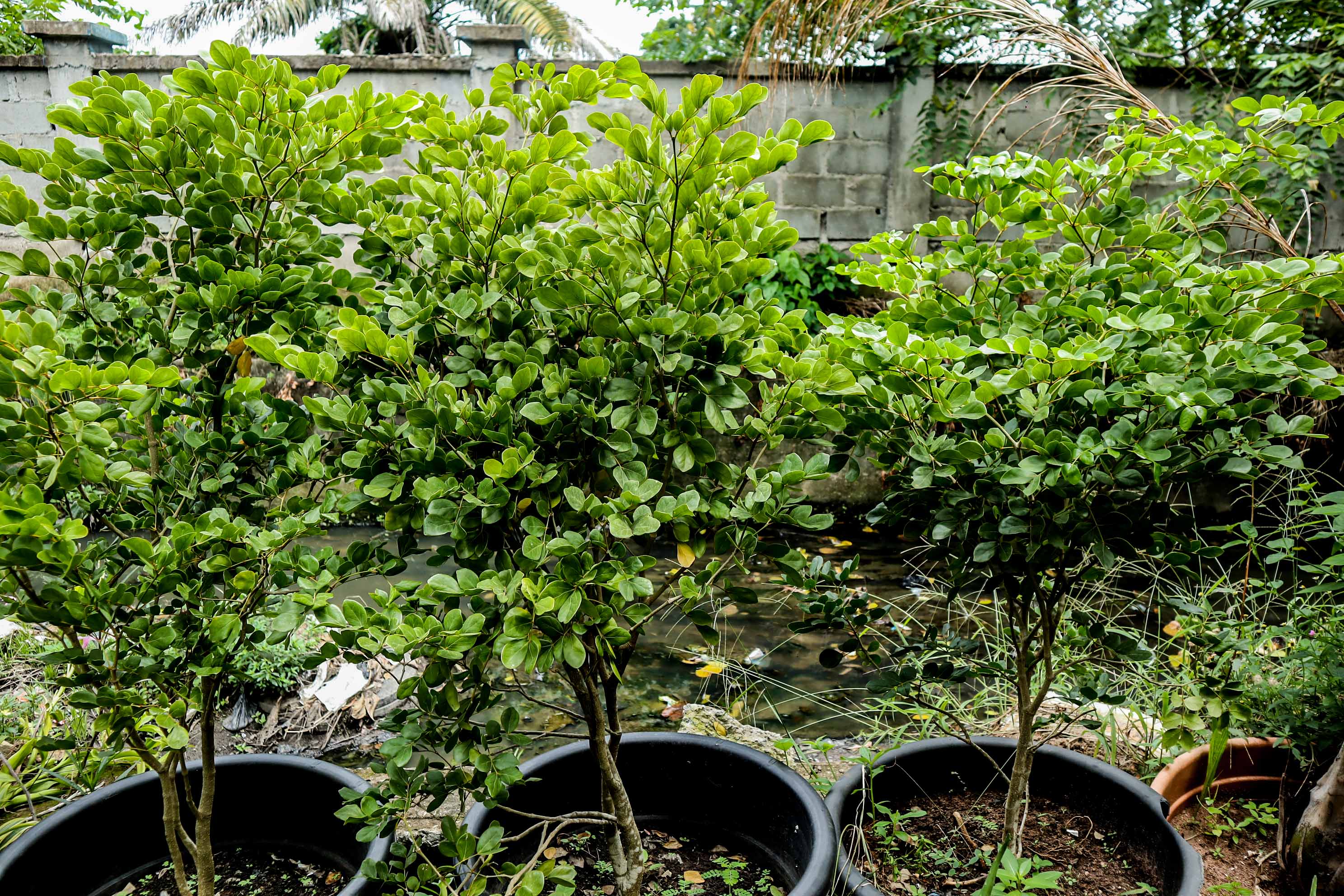 Clusia Plant – Premium Outdoor Ornamental Hedge Shrub