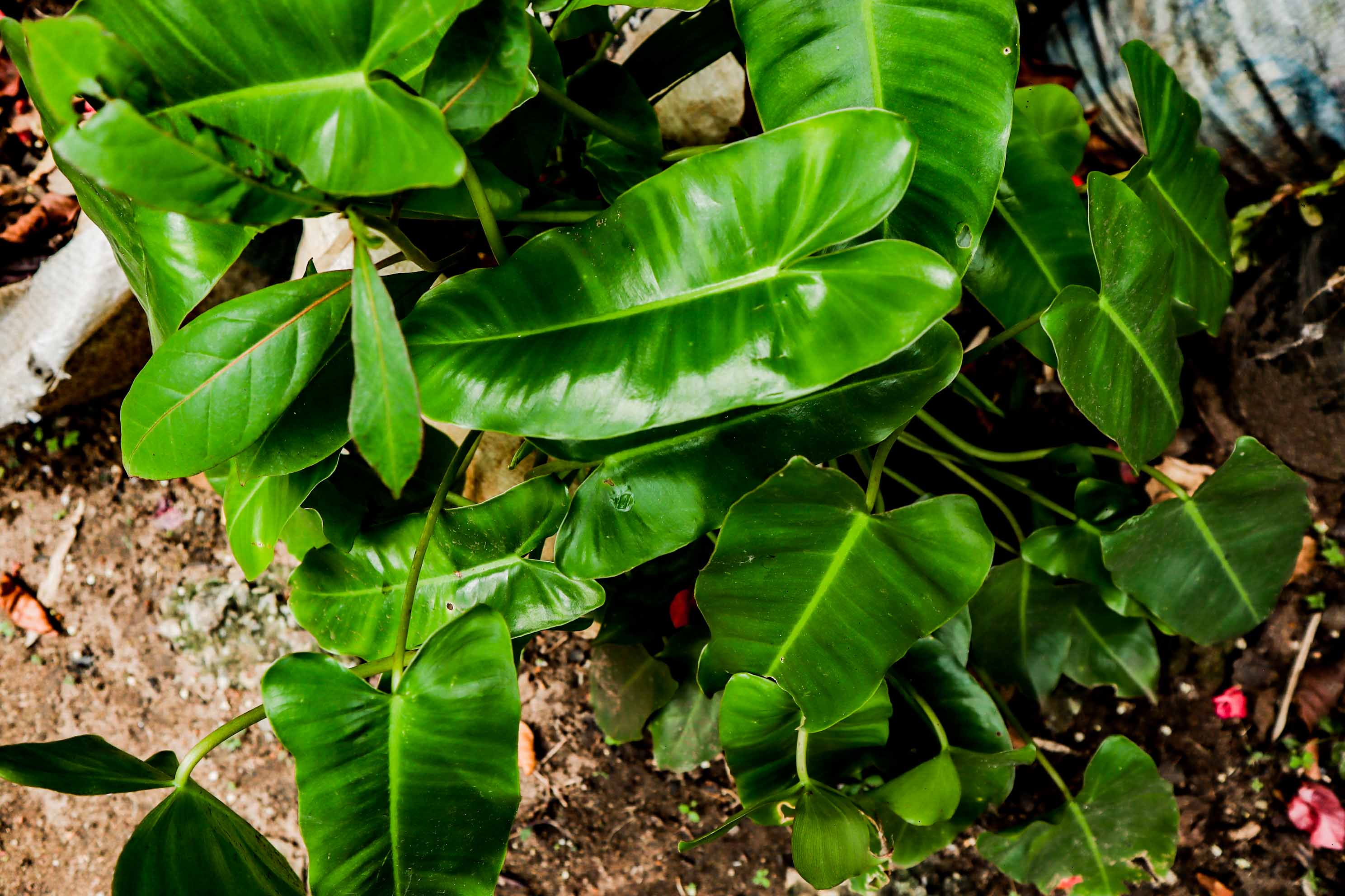 Philodendron Imperial Green – Glossy Tropical Indoor Foliage Plant