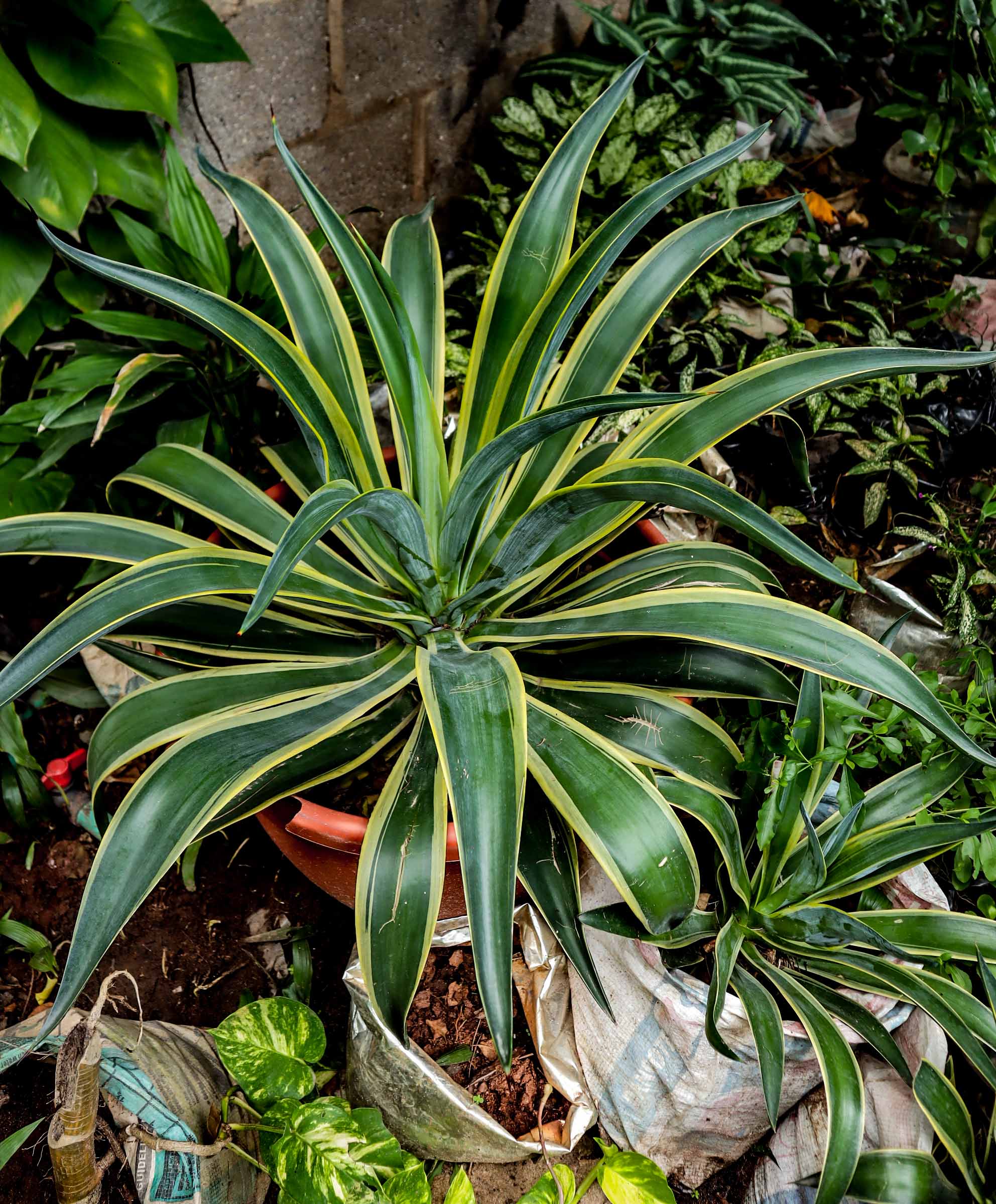Variegated Smooth Agave Plant – Live Ornamental Agave Succulent