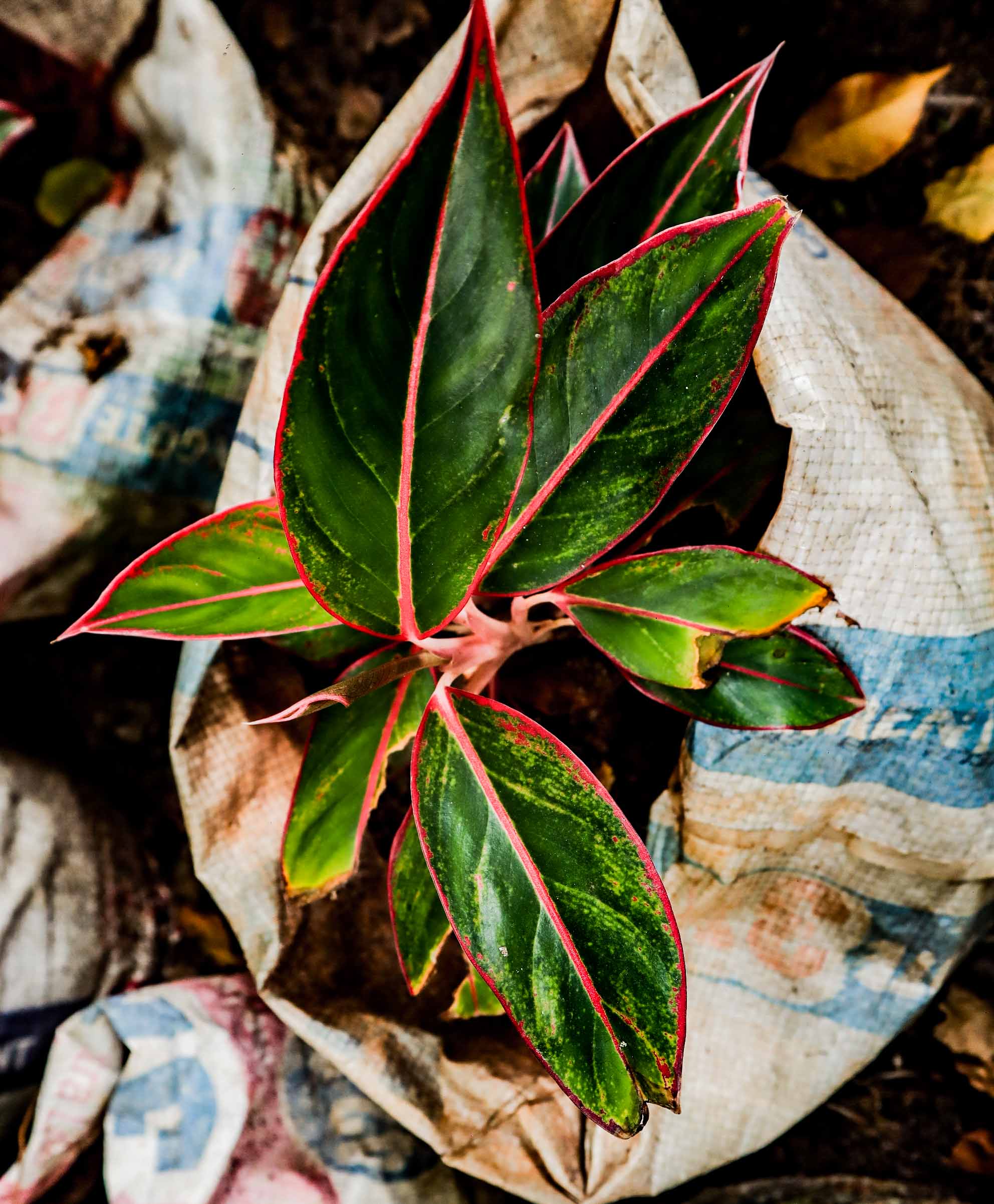 Aglaonema Red Lipstick Plant