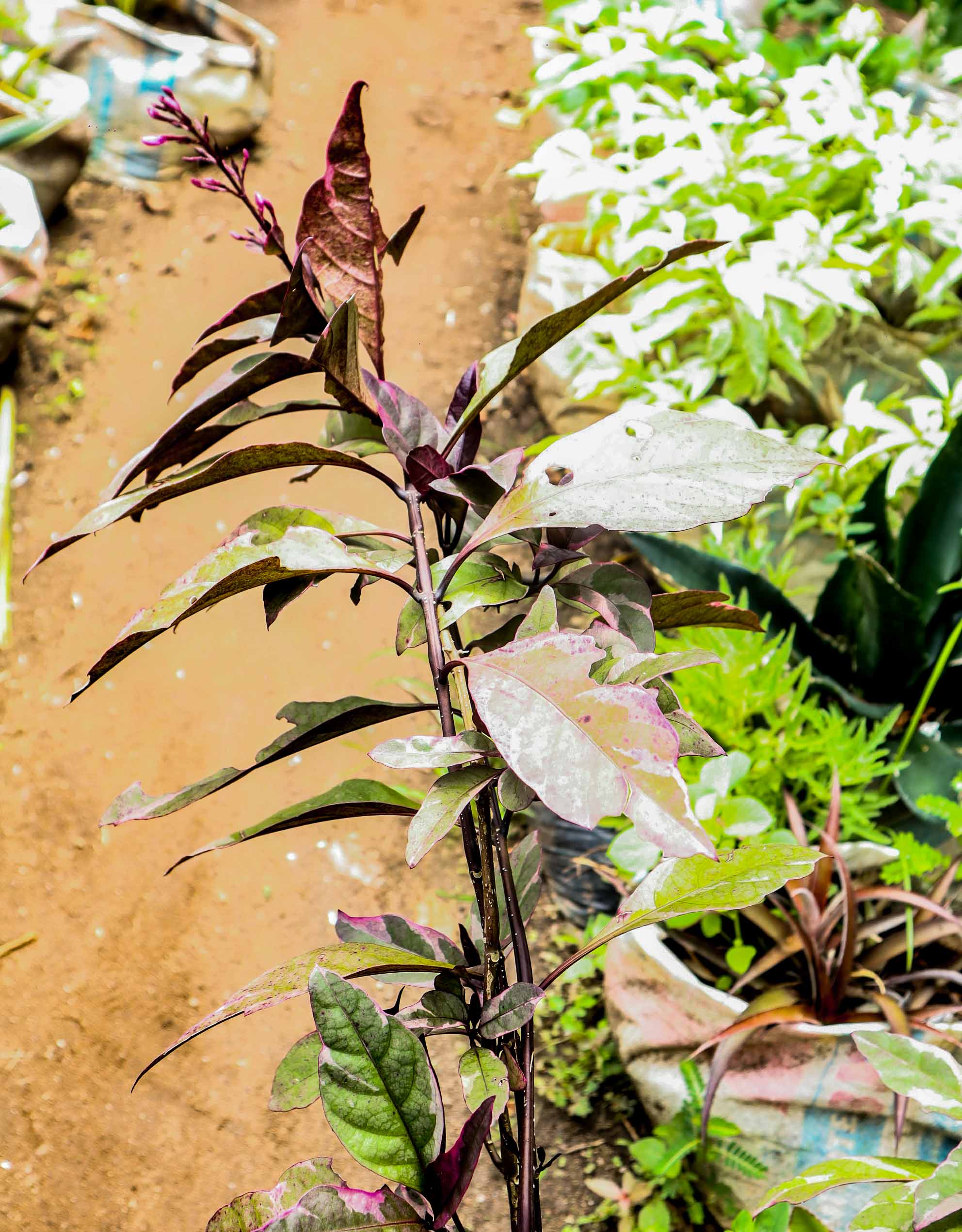Variegated False Eranthemum Plant – Pink, Cream & Purple Tropical Foliage Shrub