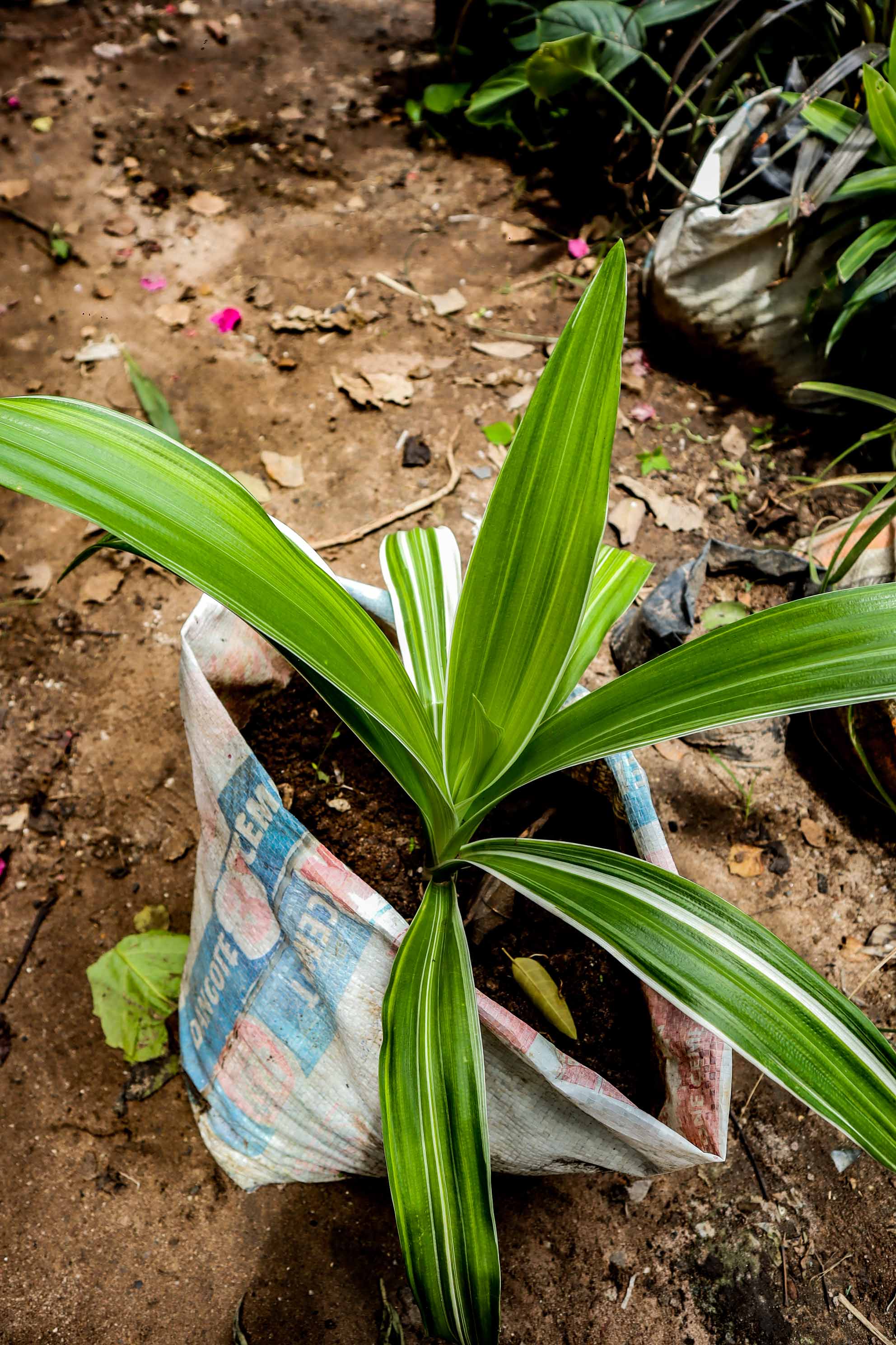 Variegated Pandanus Plant — Tropical Screw Pine Ornamental Foliage Plant