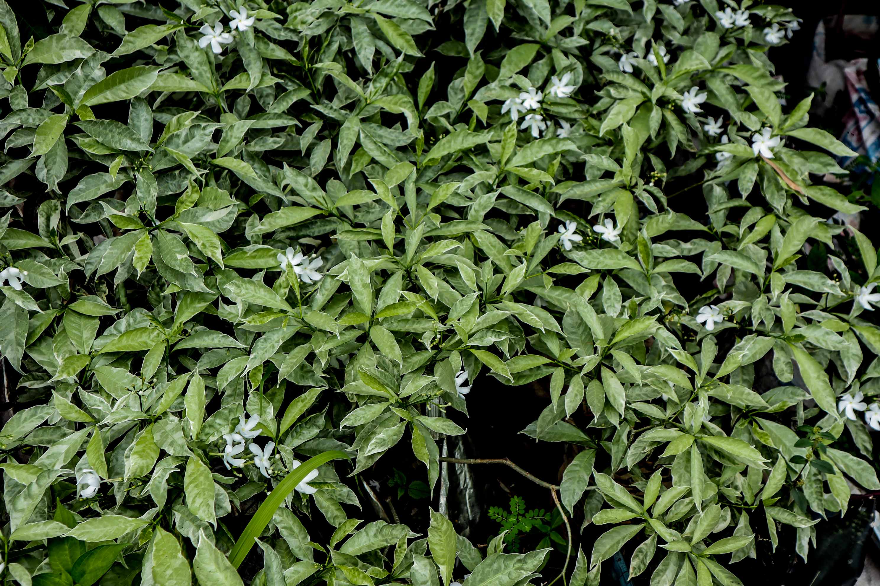 Variegated Snowflake Plant / Variegated Pinwheel Jasmine