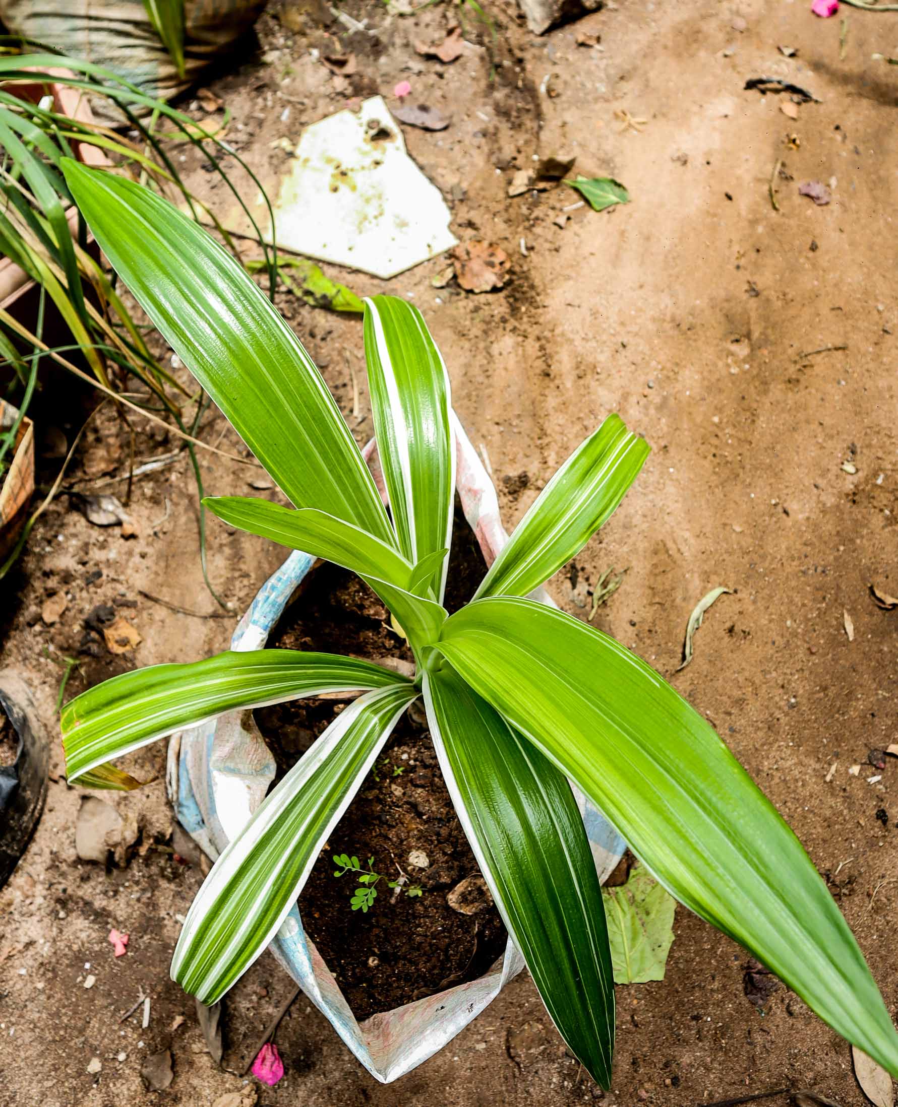 Variegated Pandanus Plant — Tropical Screw Pine Ornamental Foliage Plant