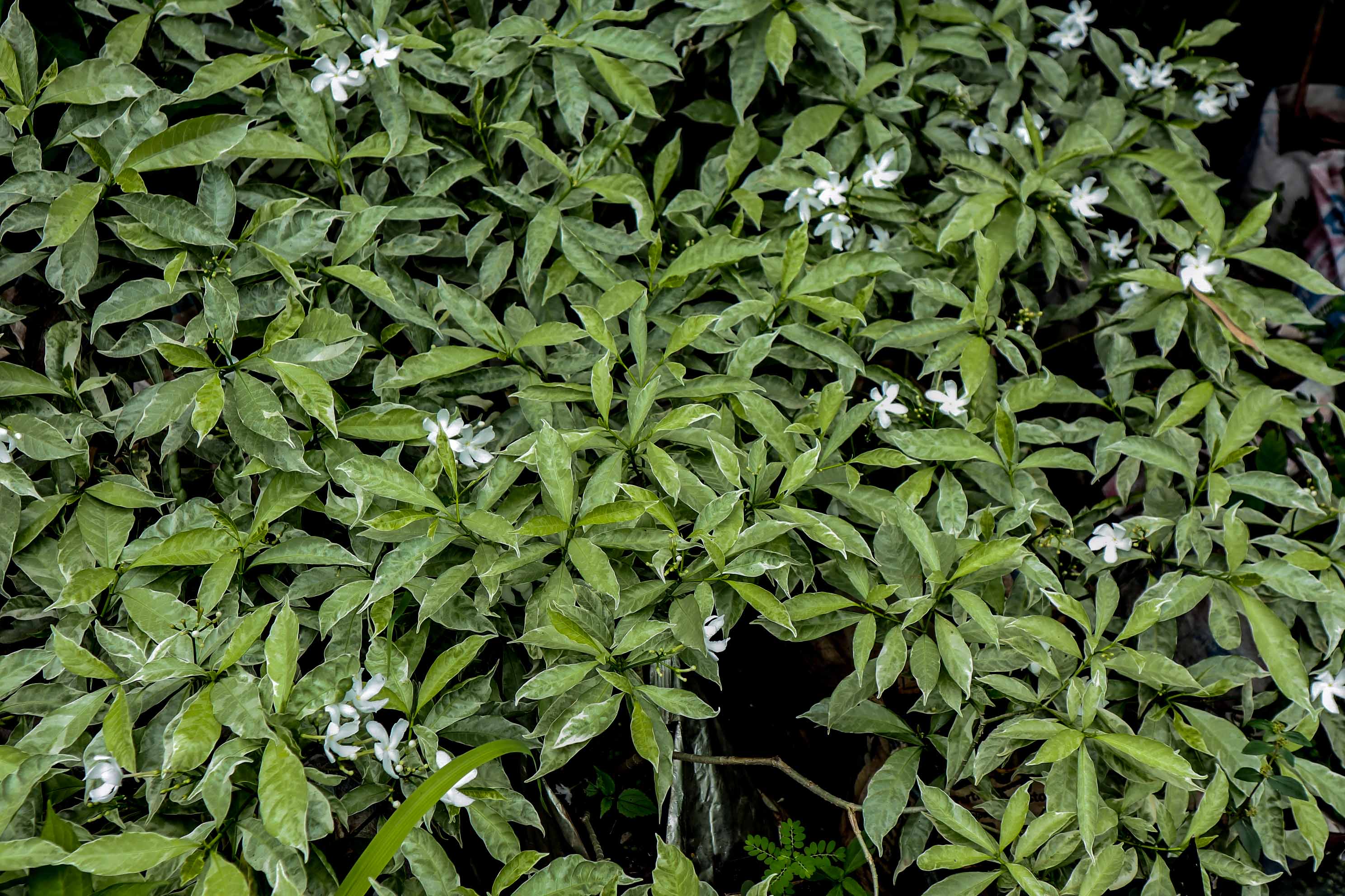 Variegated Snowflake Plant / Variegated Pinwheel Jasmine