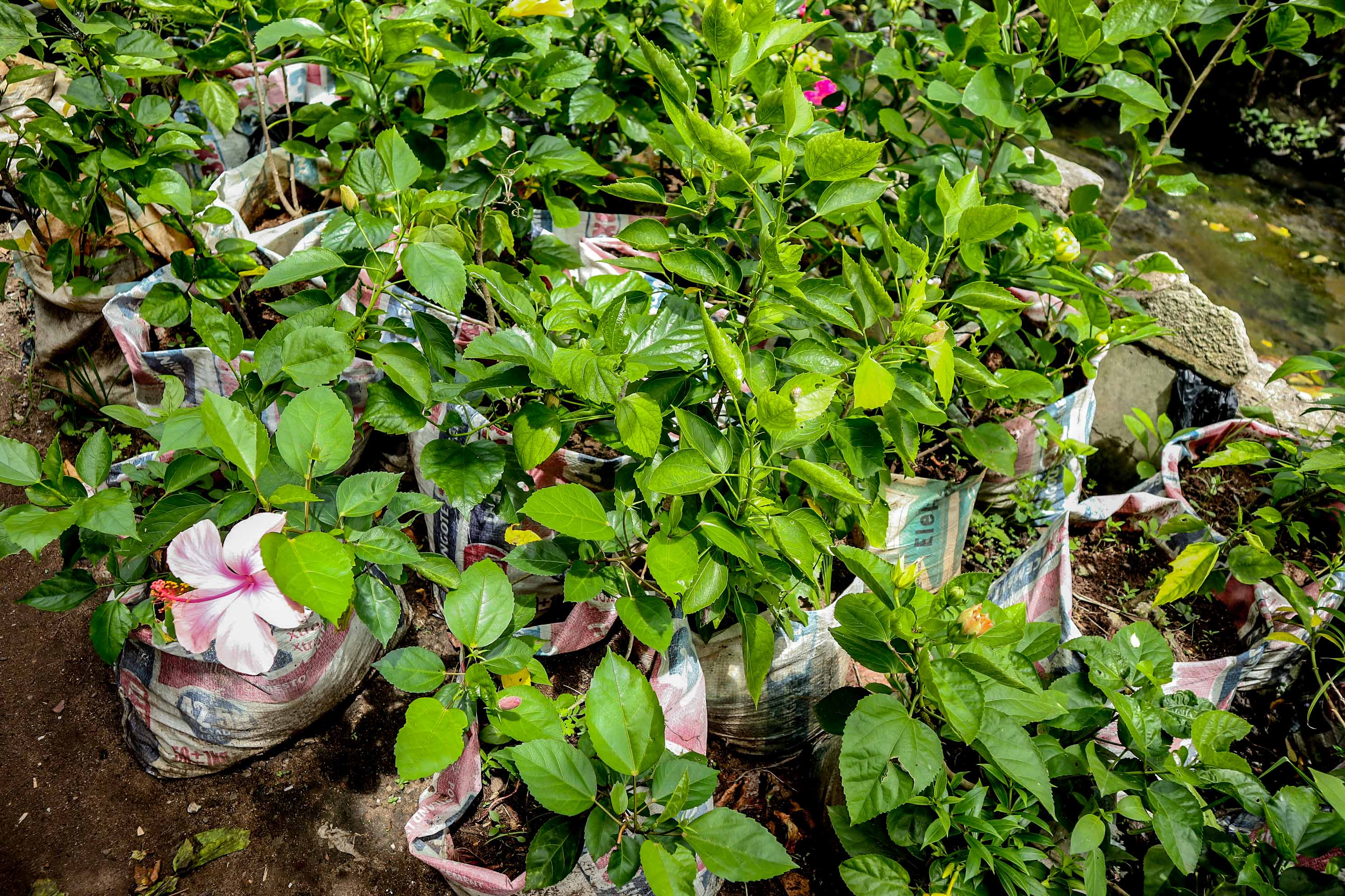 Tropical Hibiscus Flower Plant – Assorted Colours