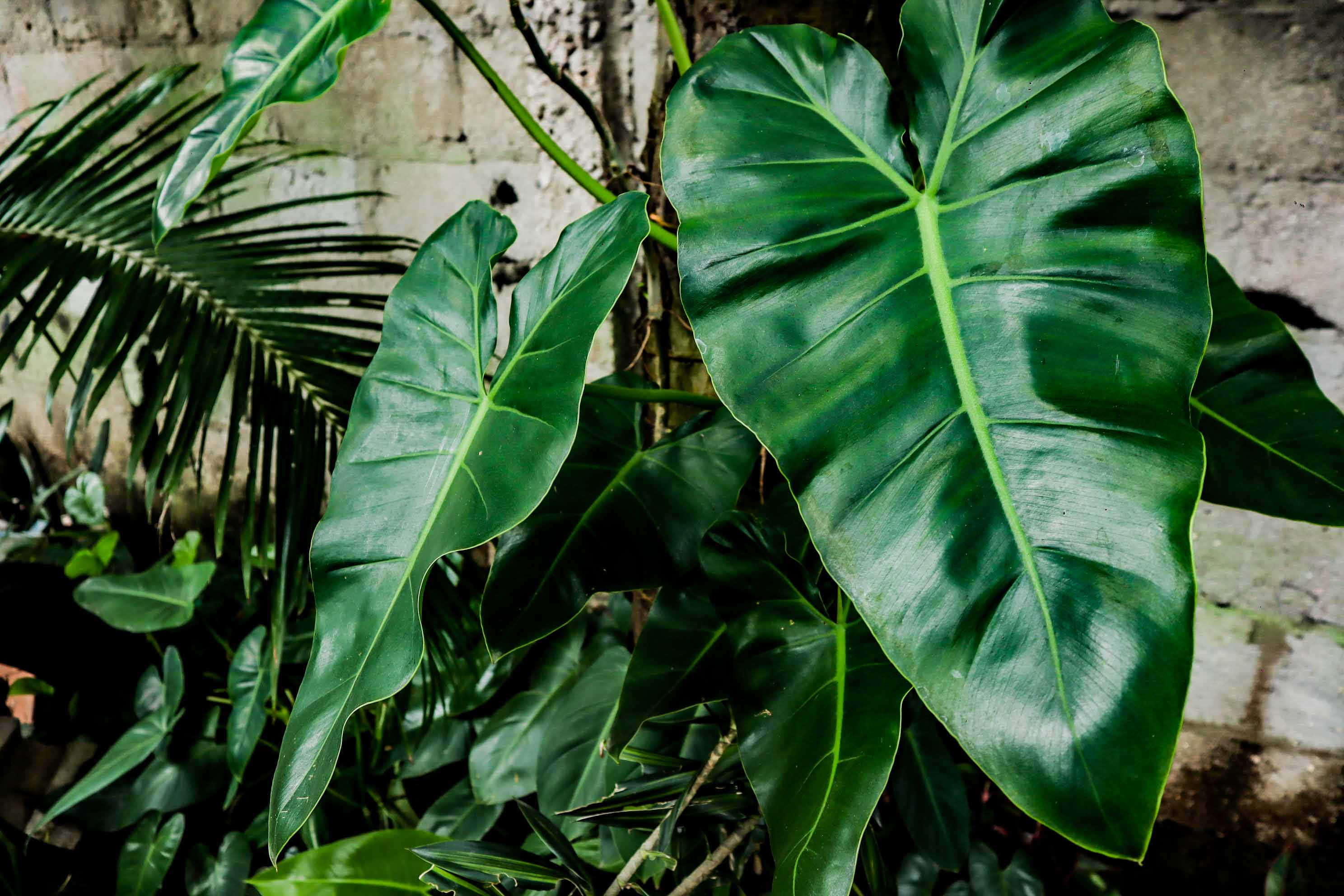 Giant Green Philodendron – Large Glossy Tropical Foliage Plant