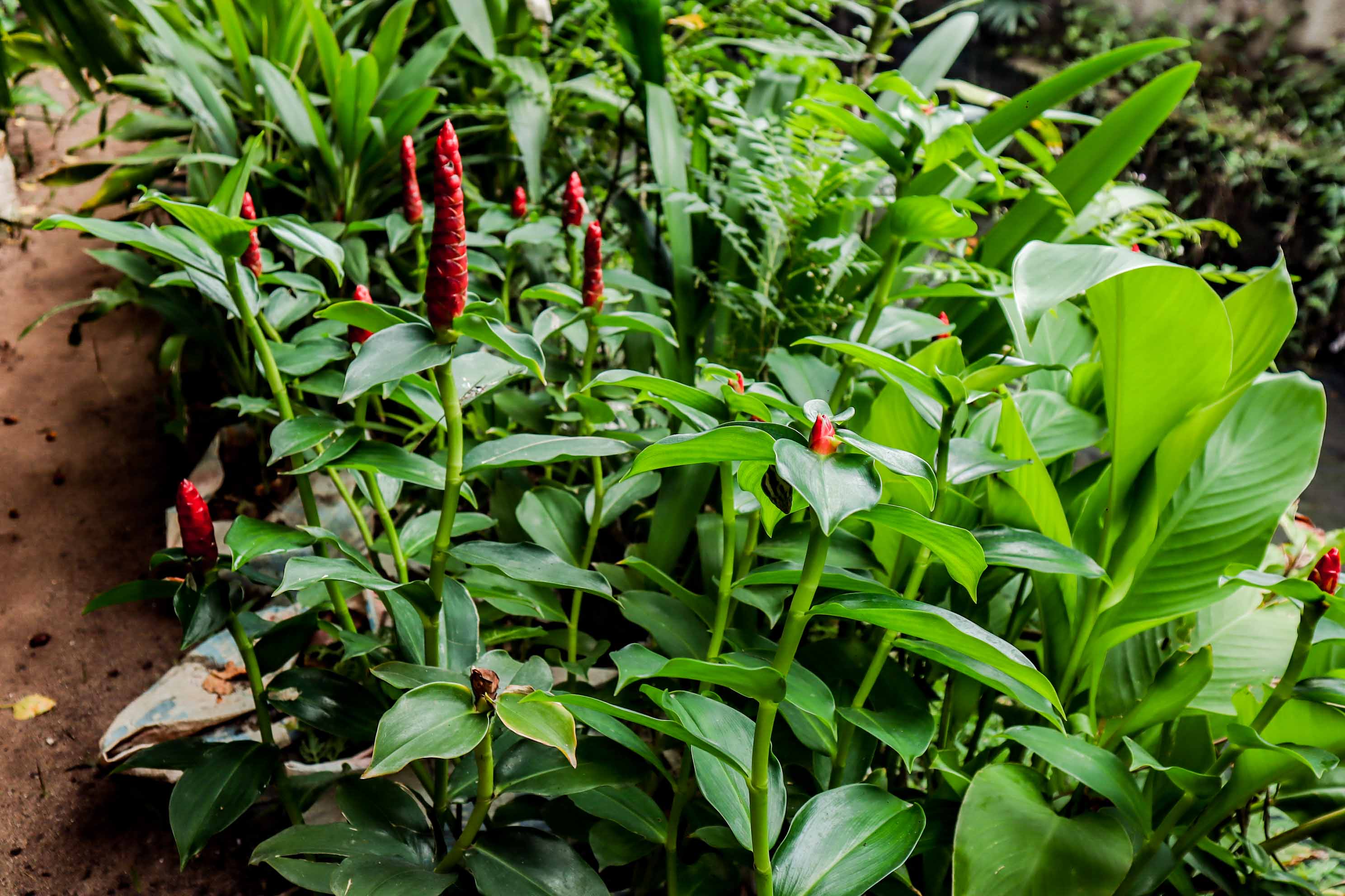 Red Button Ginger Plant