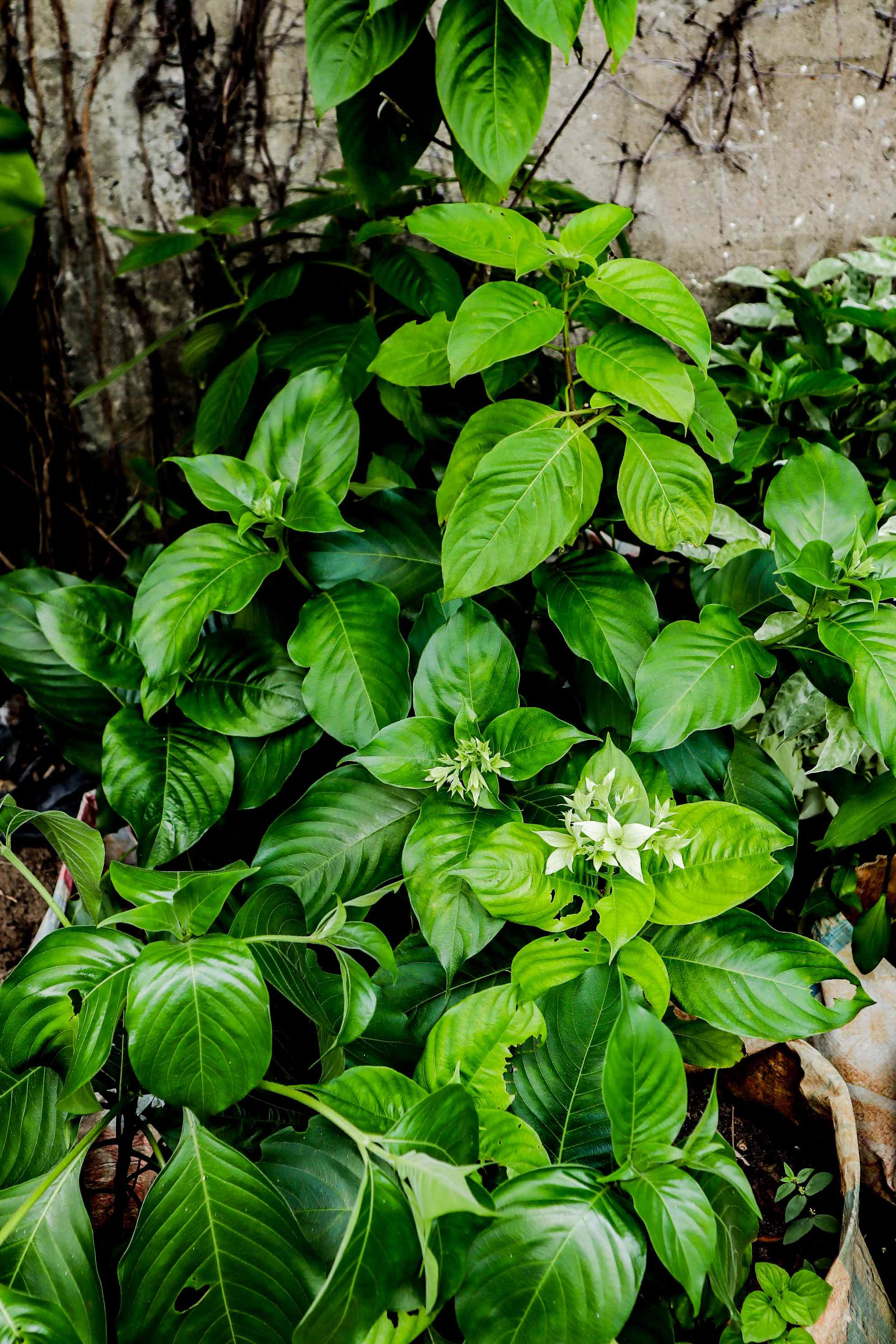 White Mussaenda Plant