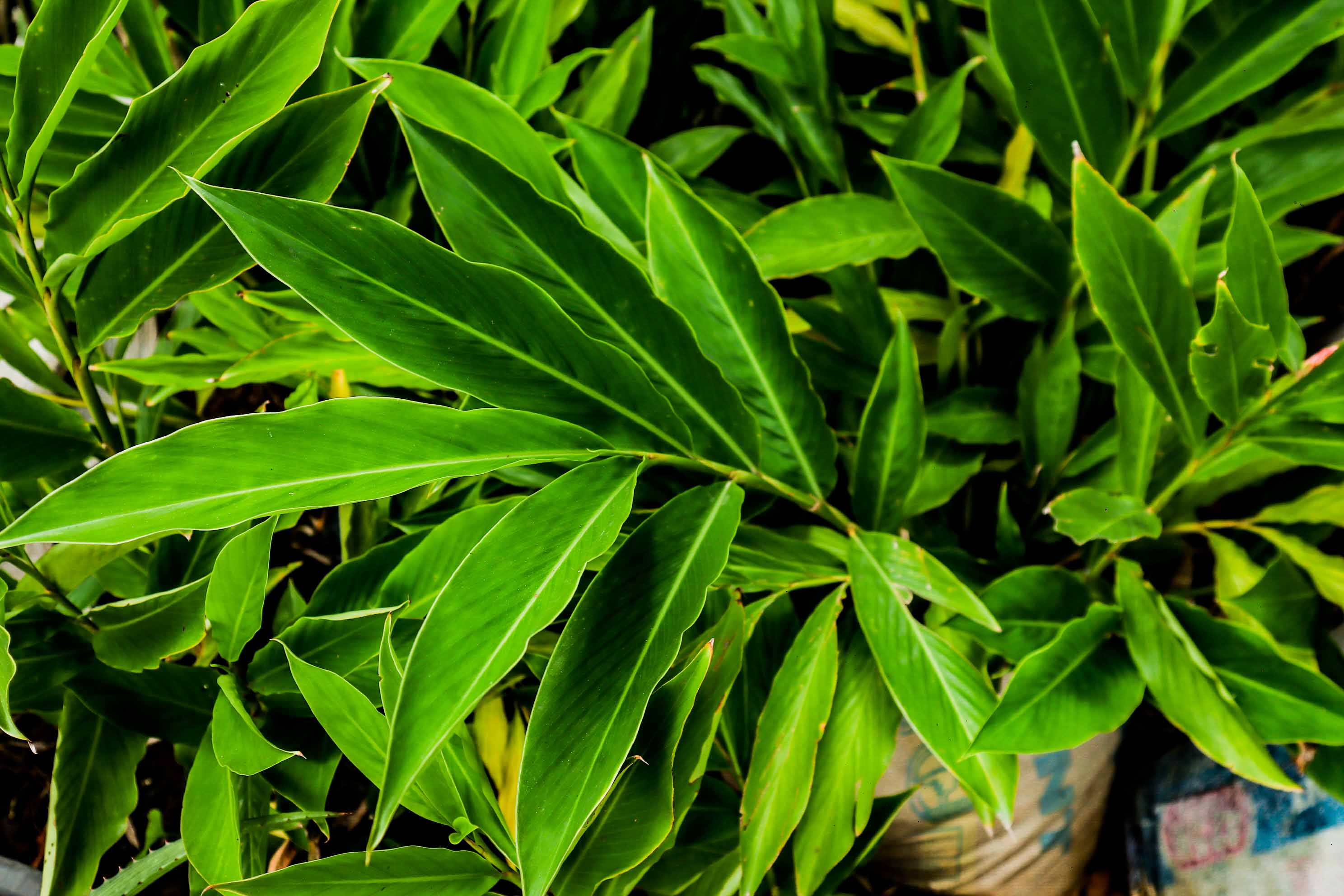 Green Ginger Lily Plant – Ornamental Alpinia Tropical Foliage Plant