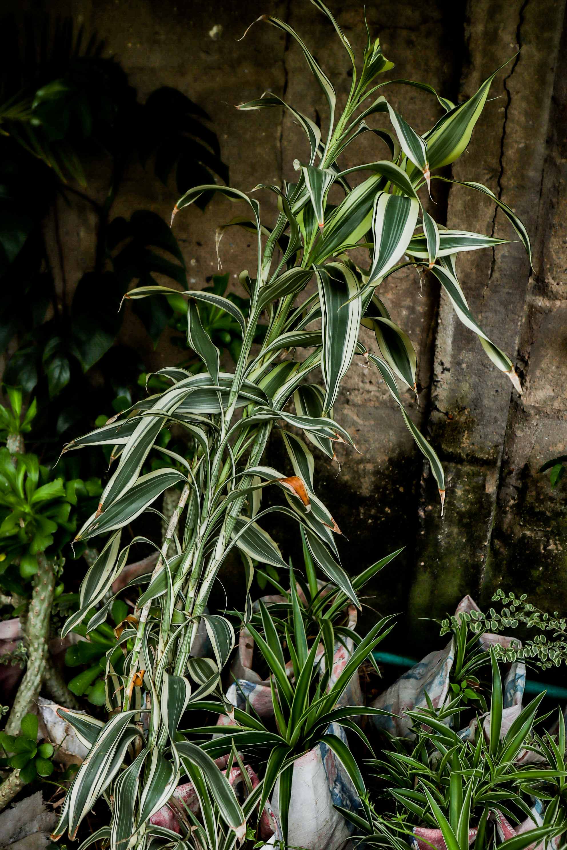 Variegated Dracaena Reflexa Plant