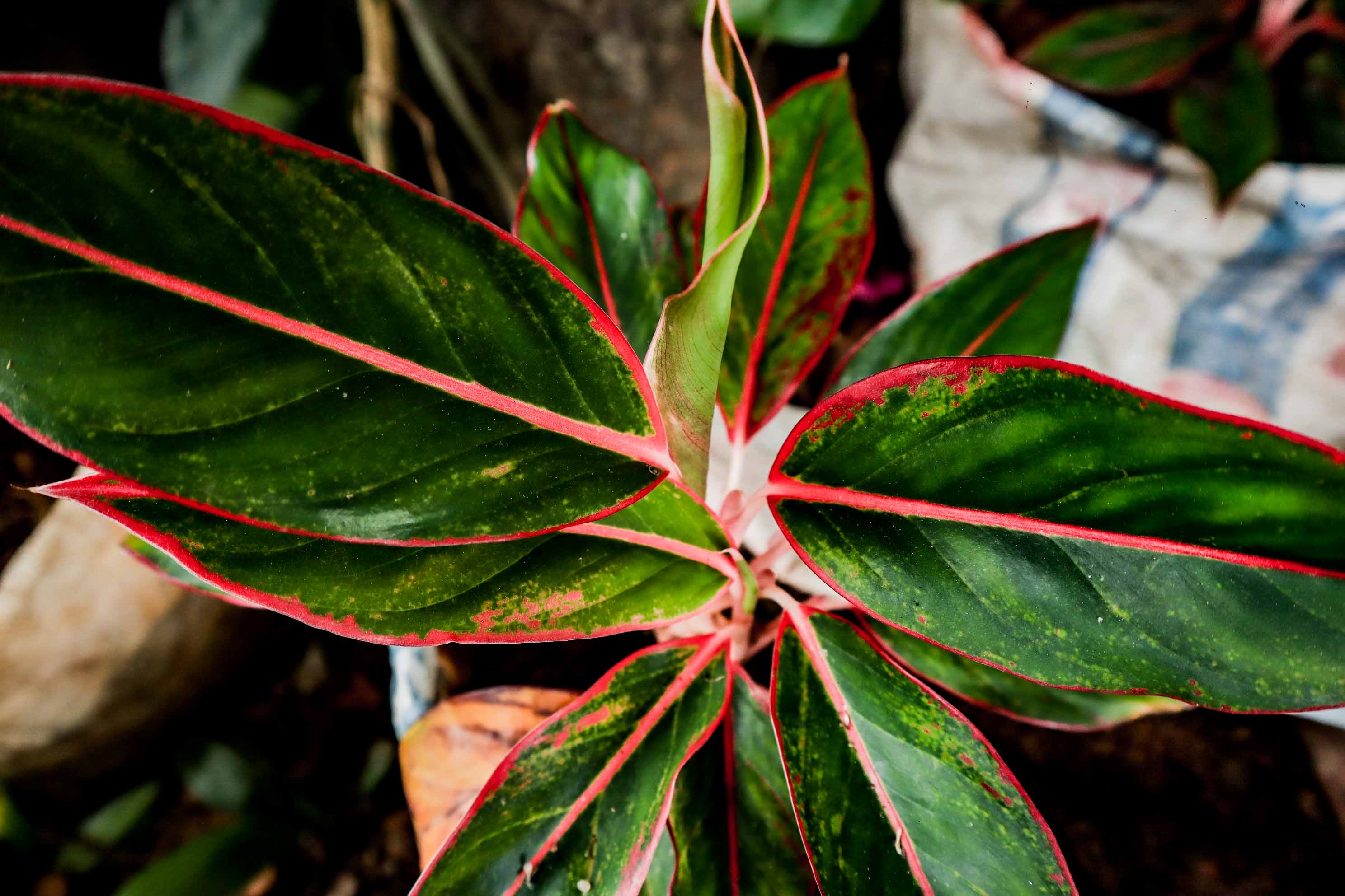Aglaonema Red Lipstick Plant