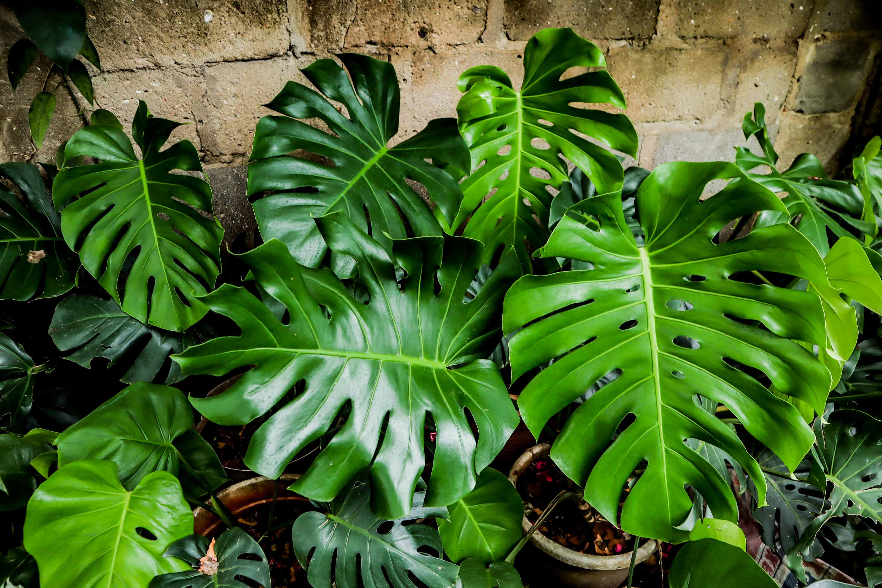 Monstera Deliciosa Plant