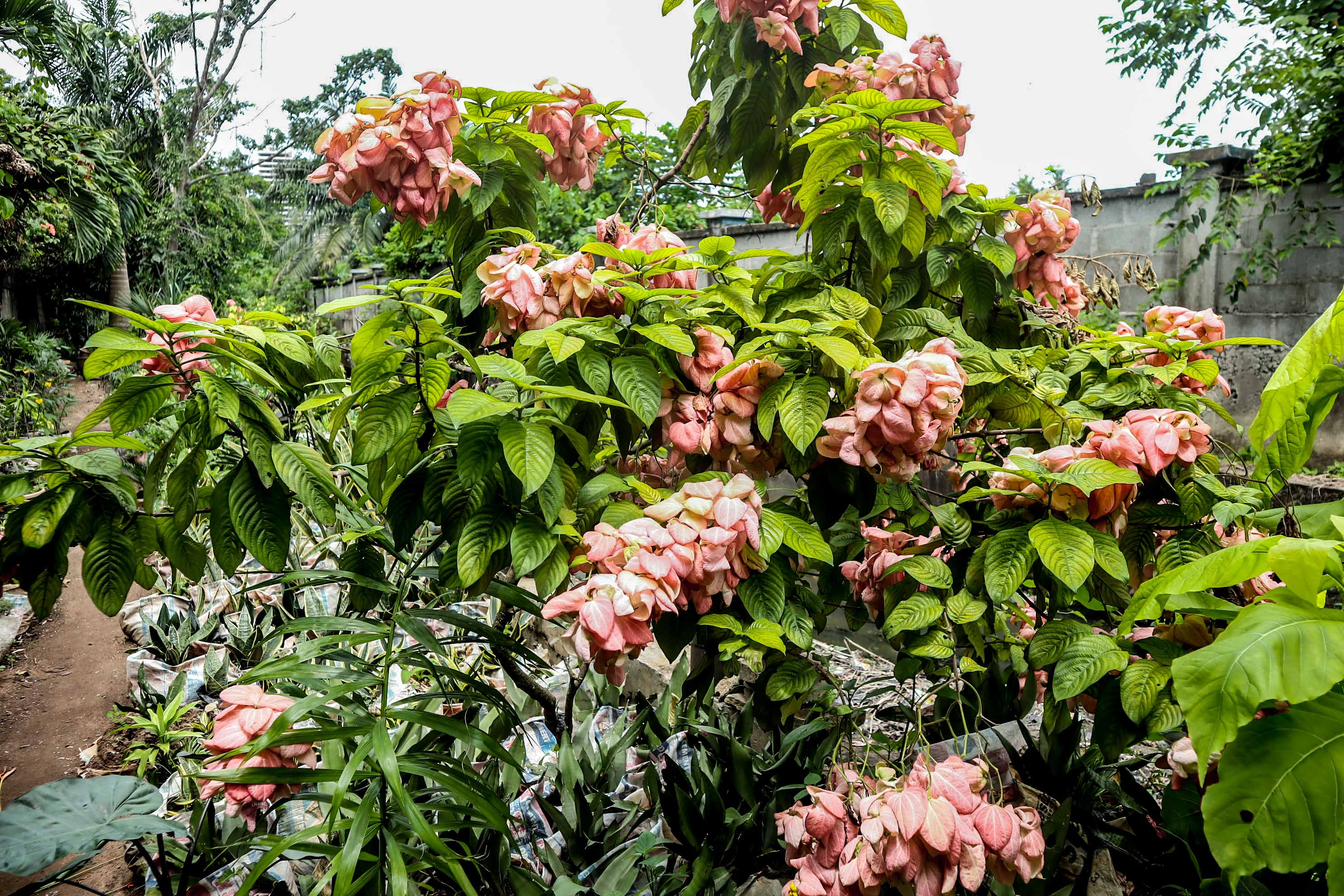Pink Mussaenda Flowering Shrub Plant