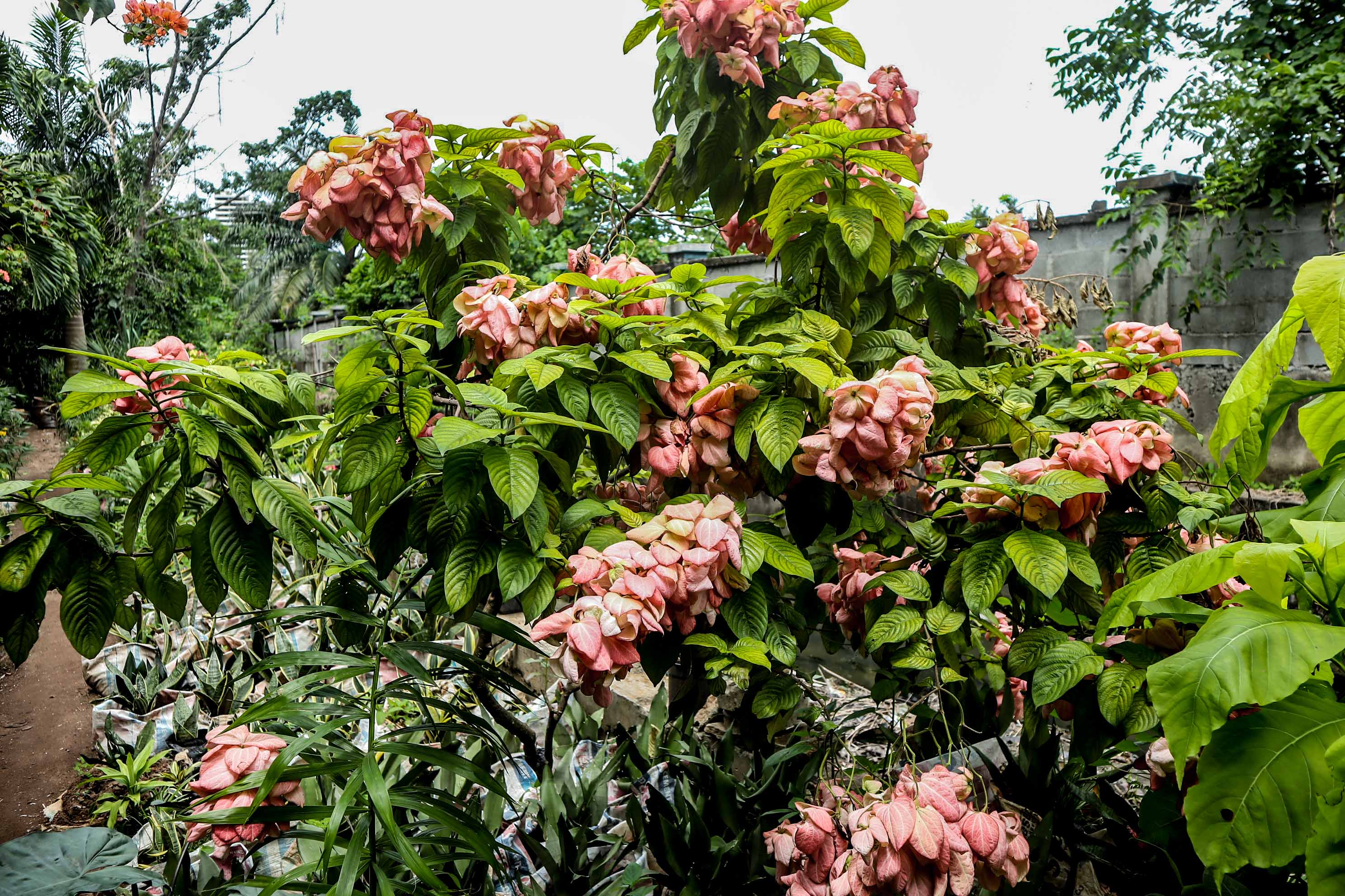 Pink Mussaenda Flowering Shrub Plant