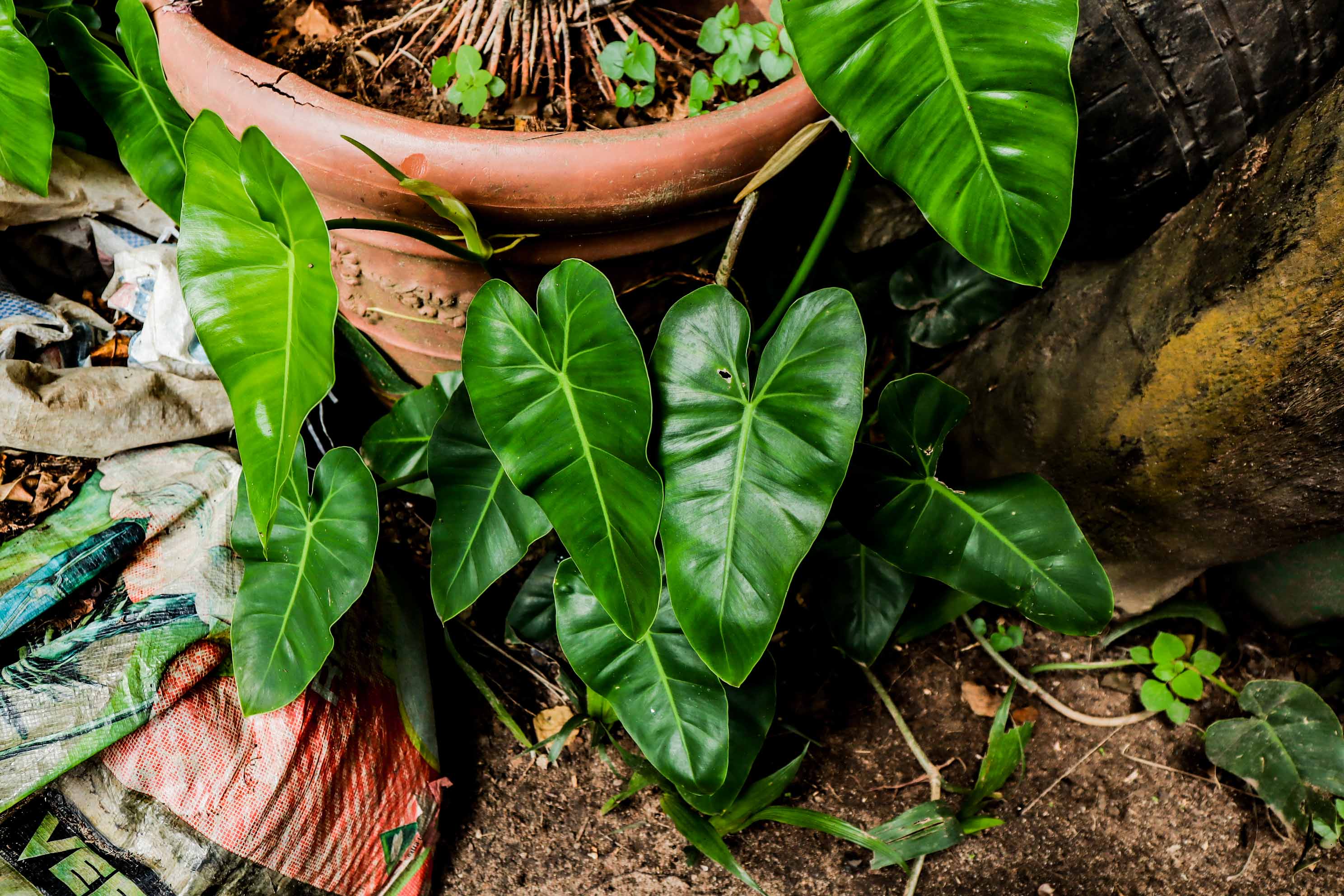 Giant Green Philodendron – Large Glossy Tropical Foliage Plant