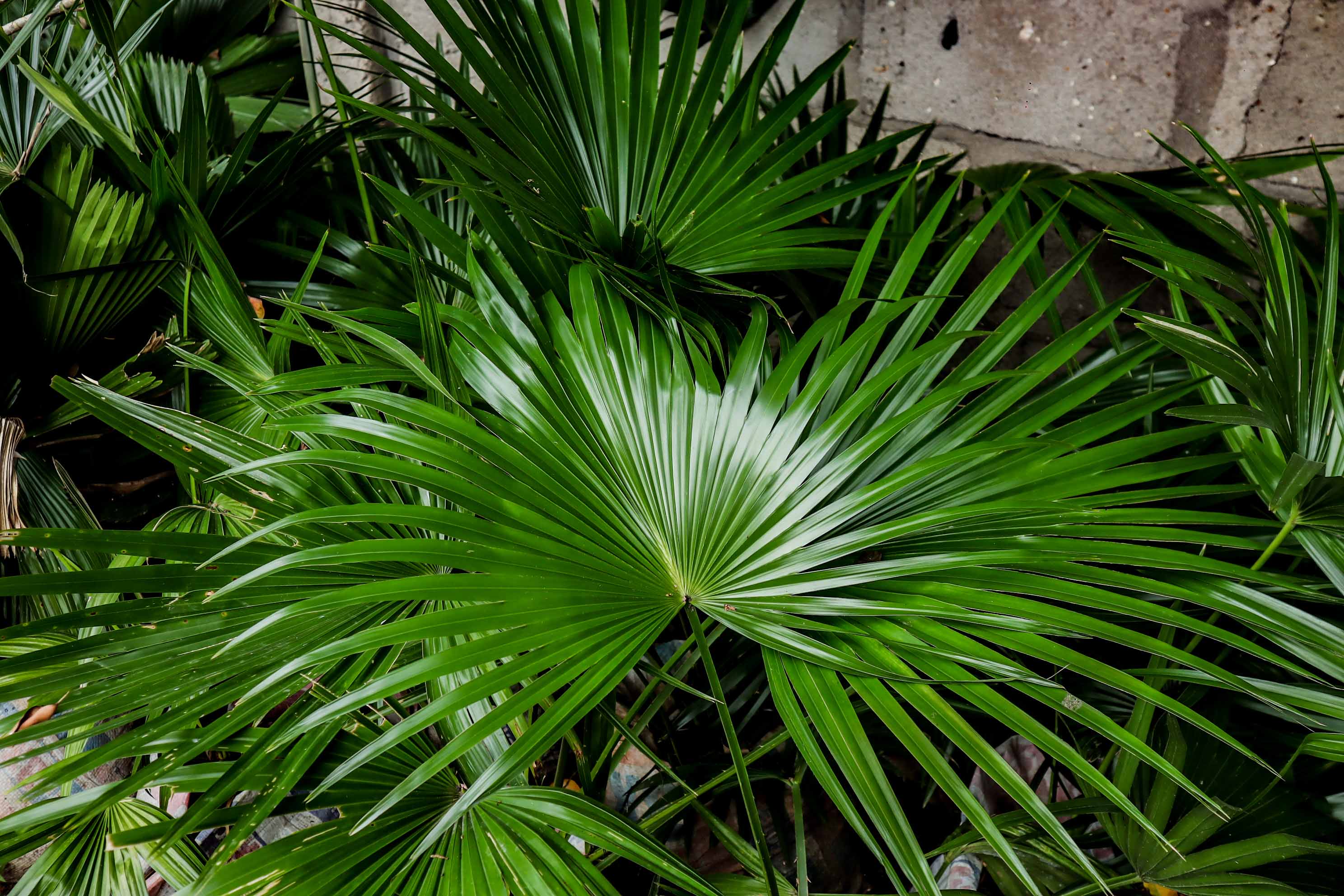 Chinese Fan Palm Plant (Livistona chinensis)