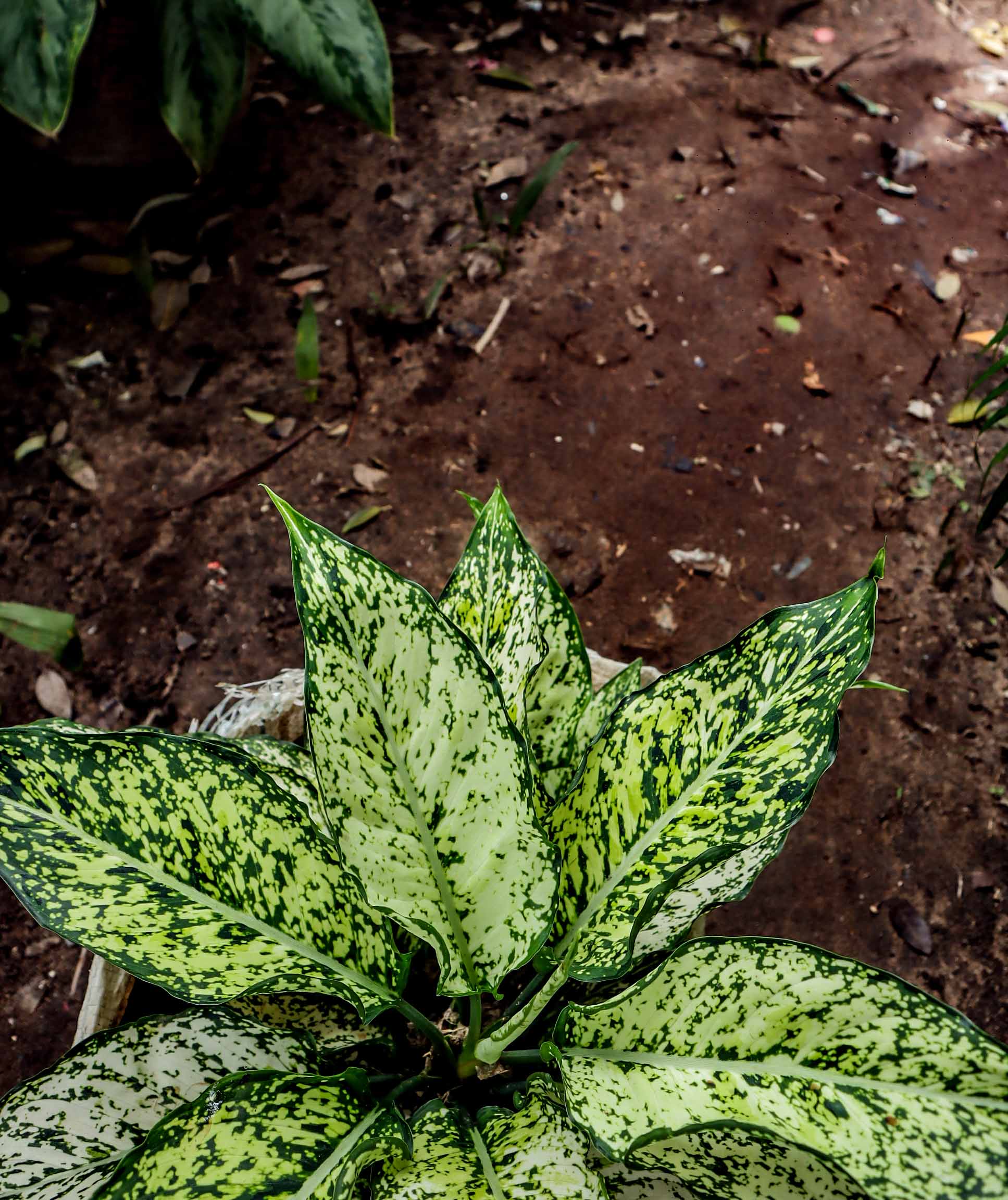 Aglaonema Snow White Plant