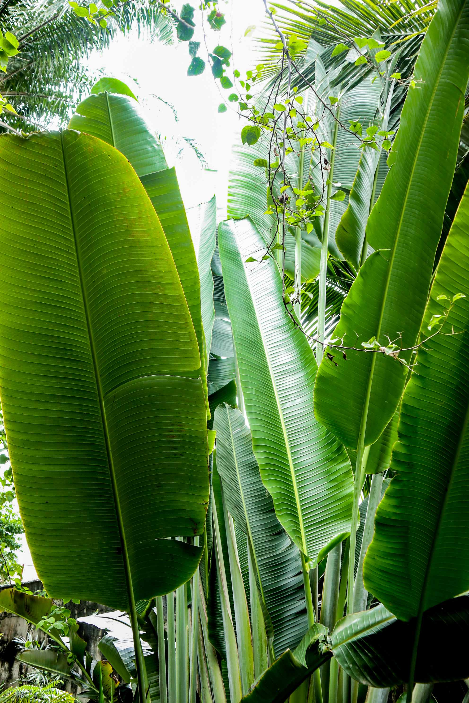 Traveller’s Palm – Large Tropical Outdoor Landscape Plant