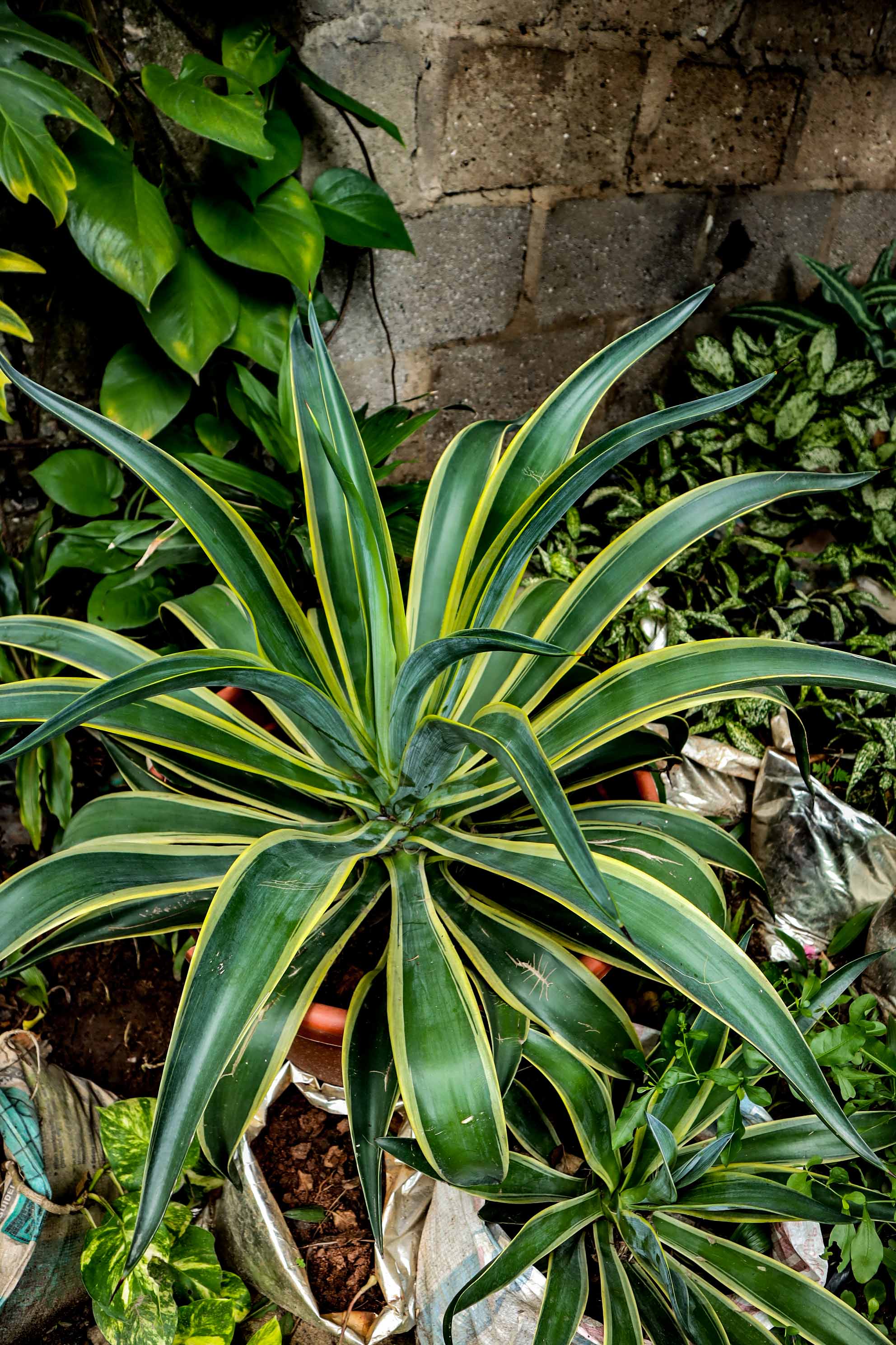 Variegated Smooth Agave Plant – Live Ornamental Agave Succulent