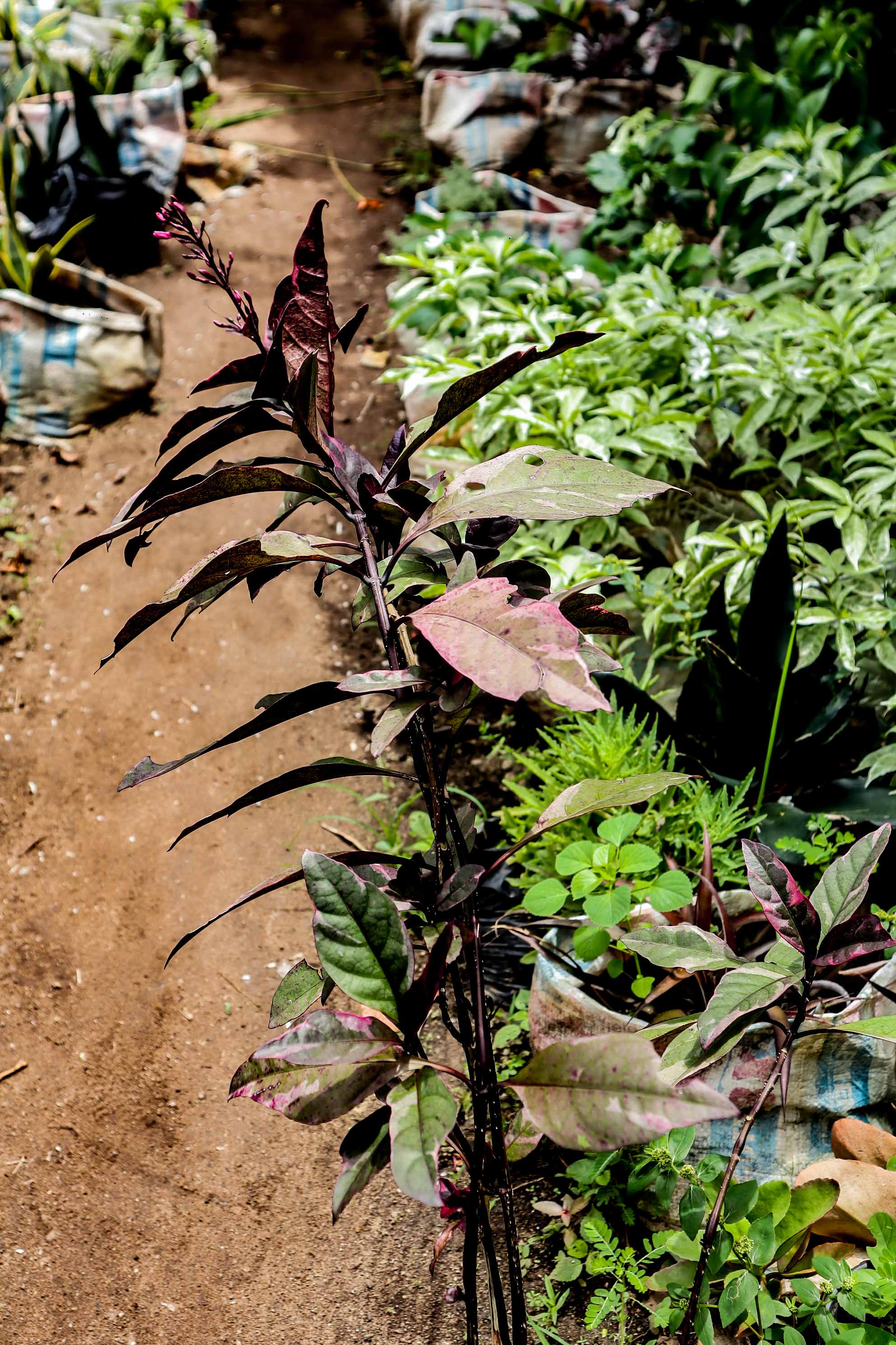 Variegated False Eranthemum Plant – Pink, Cream & Purple Tropical Foliage Shrub