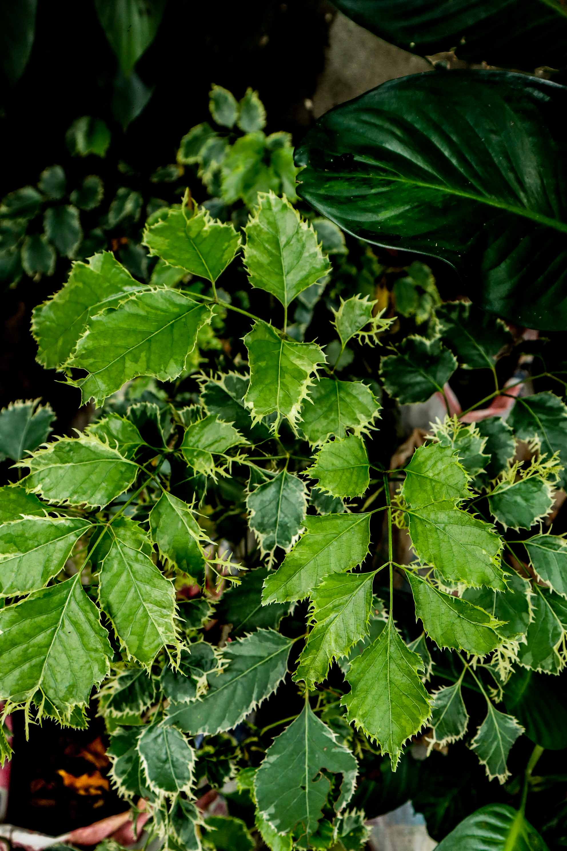 Variegated Aralia Plant – Premium Tropical Foliage Houseplant