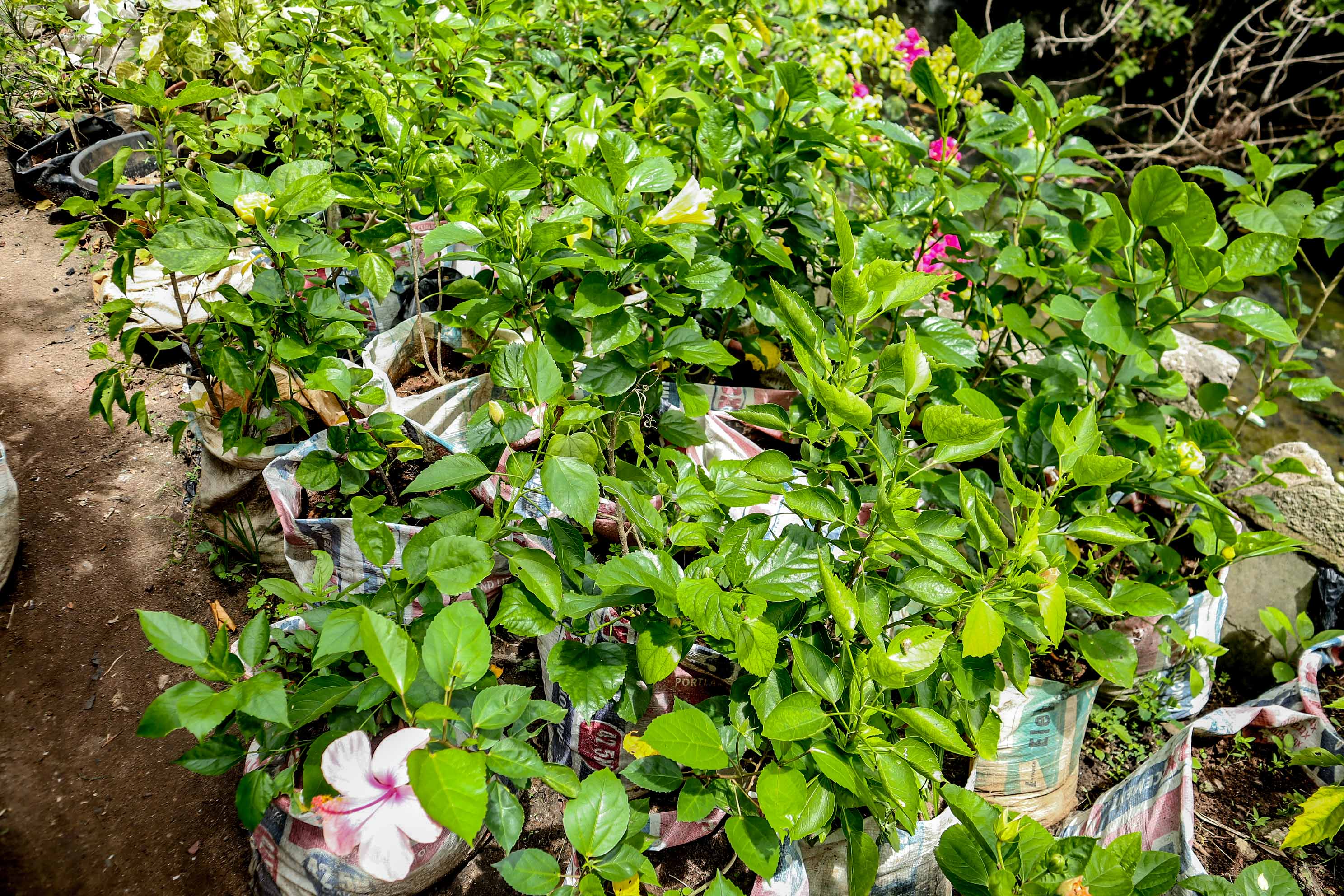 Tropical Hibiscus Flower Plant – Assorted Colours