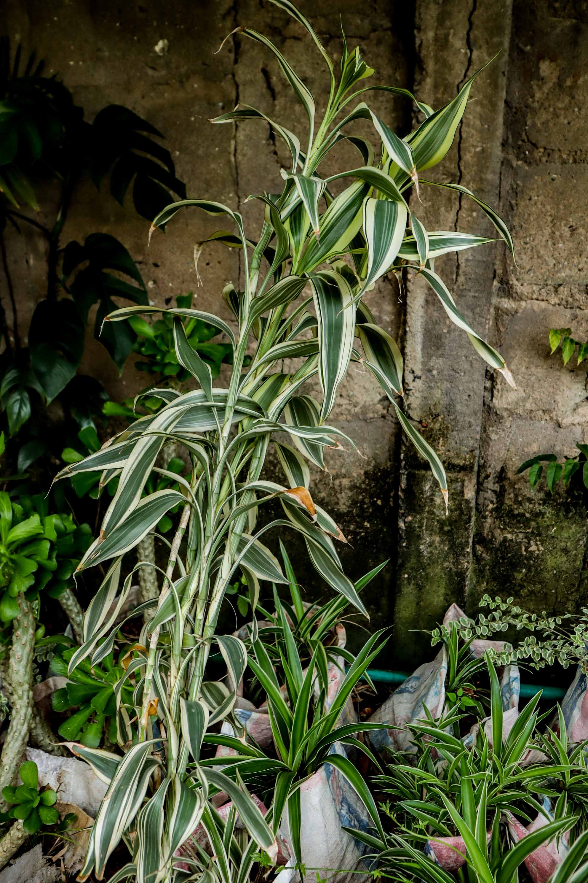 Variegated Dracaena Reflexa Plant