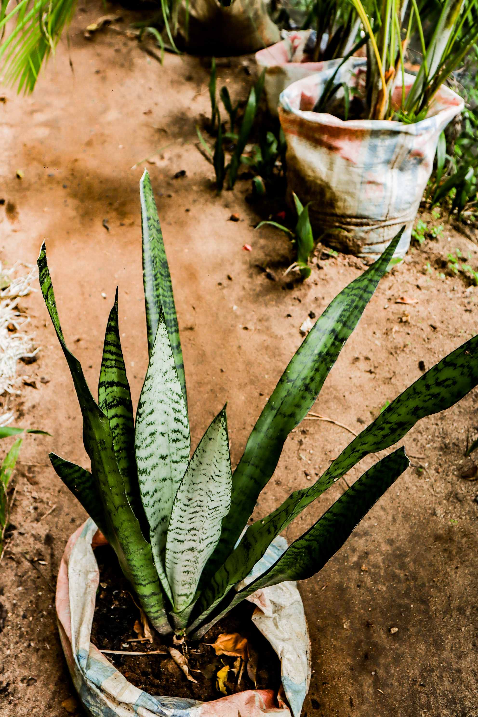 Snake Plant / Mother-in-Law’s Tongue