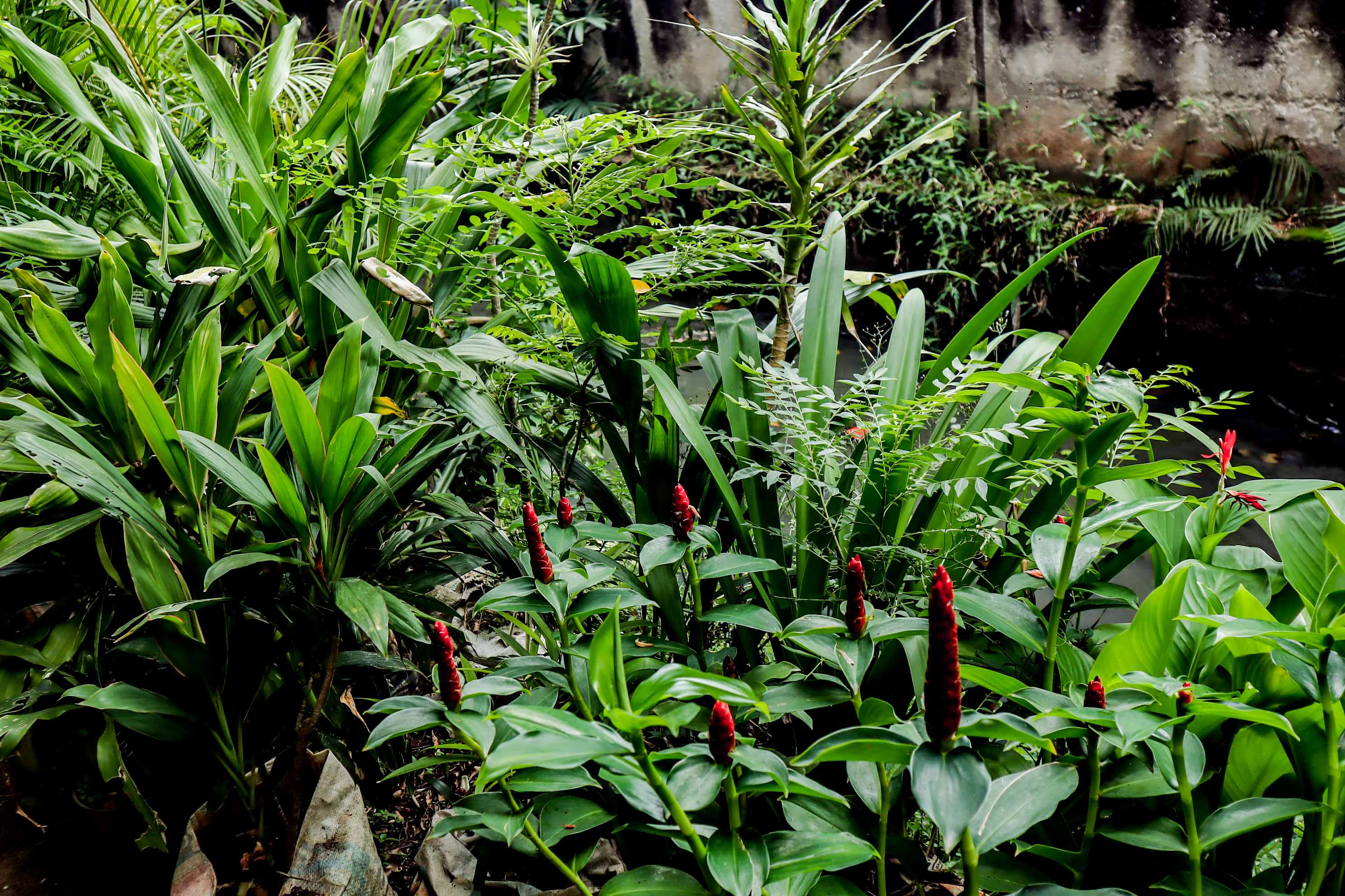 Red Button Ginger Plant