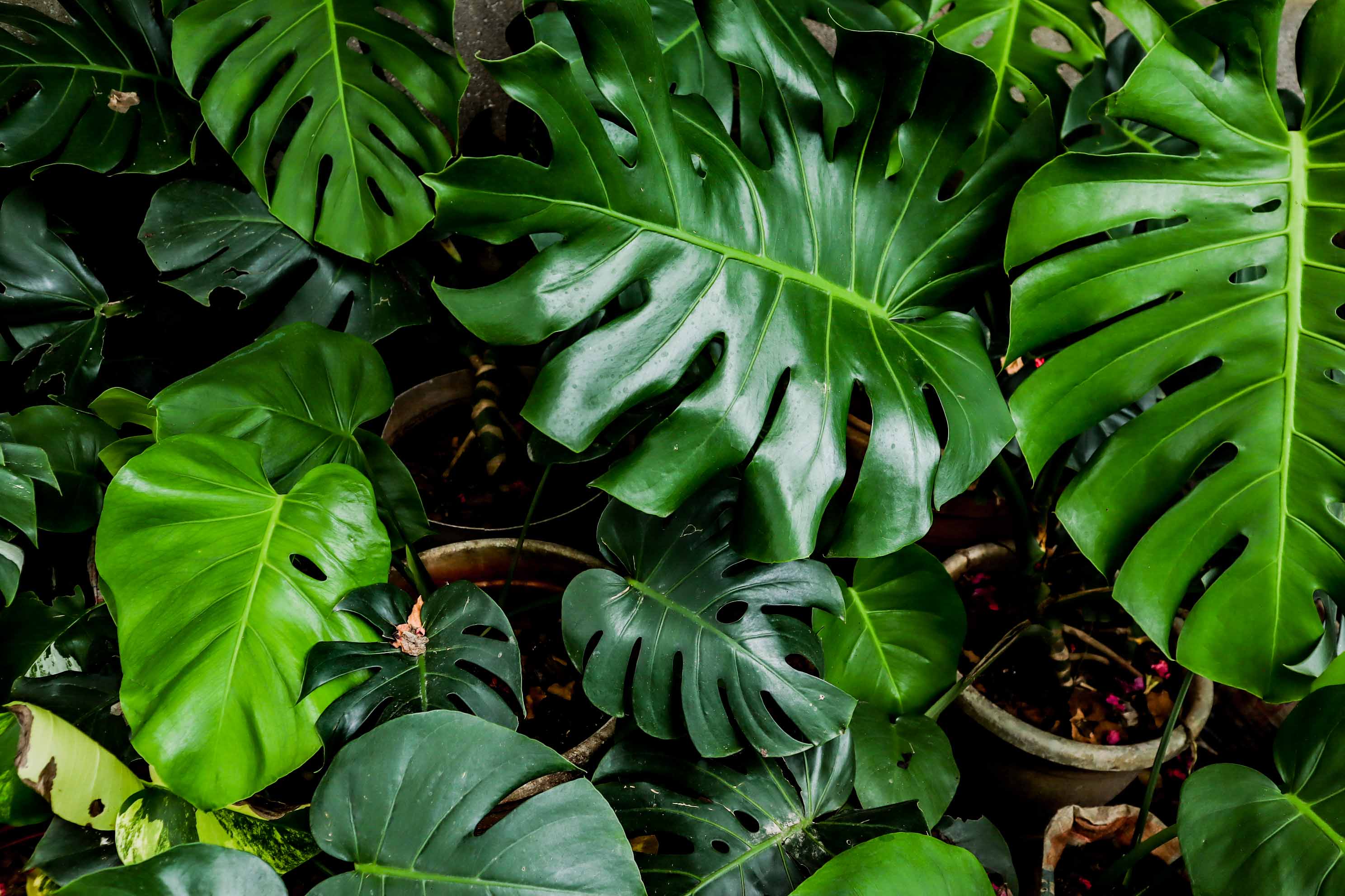 Monstera Deliciosa Plant