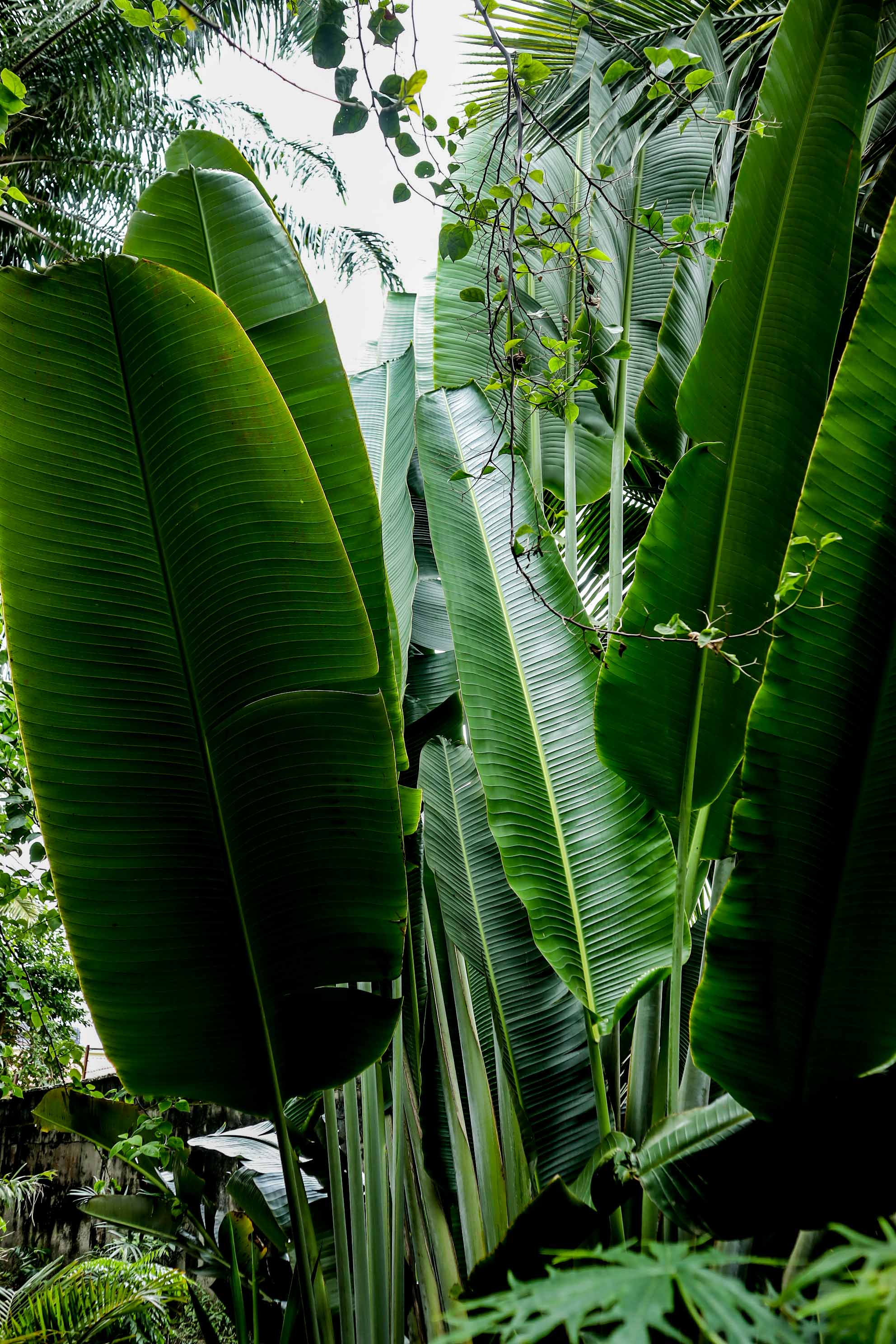 Traveller’s Palm – Large Tropical Outdoor Landscape Plant