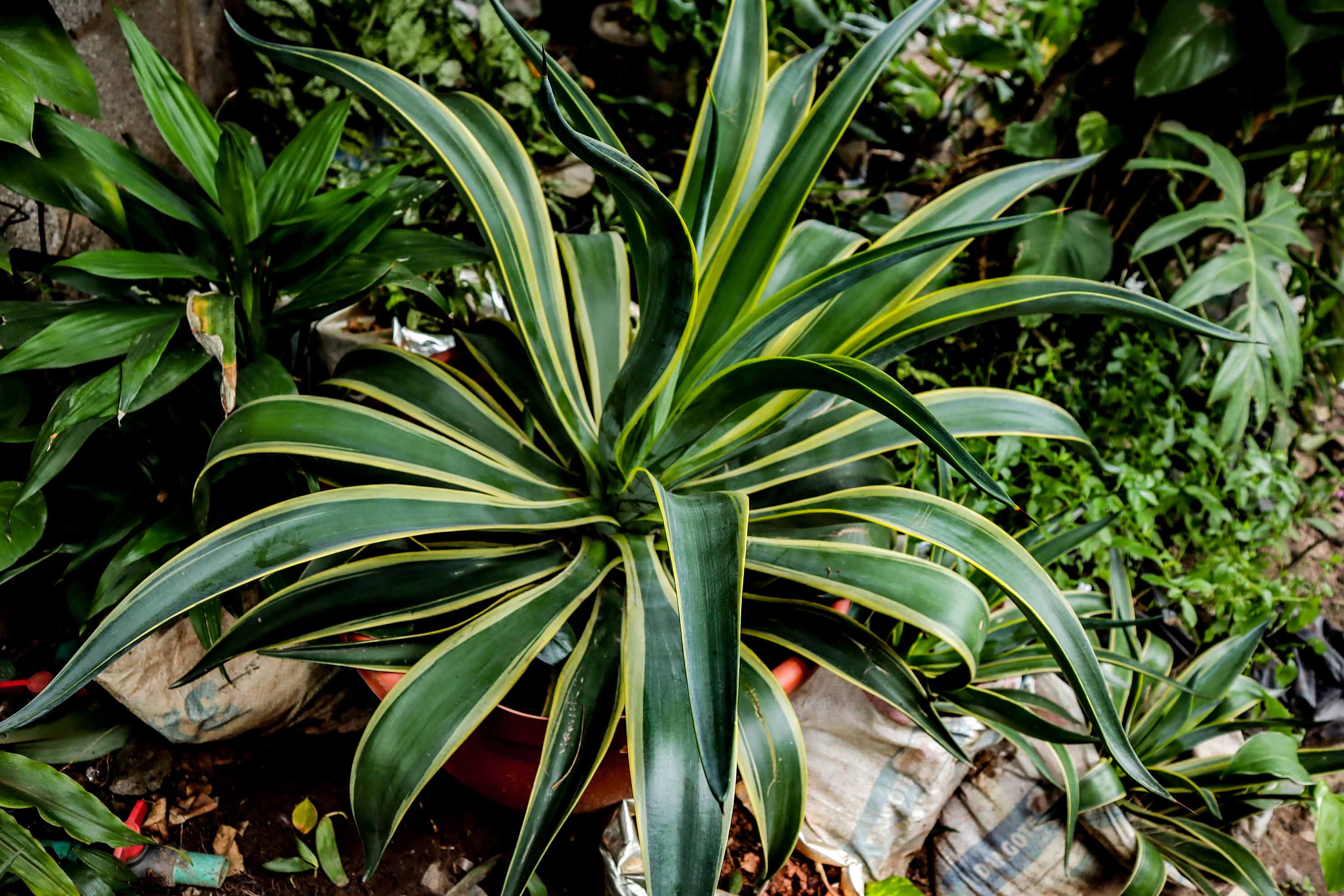 Variegated Smooth Agave Plant – Live Ornamental Agave Succulent