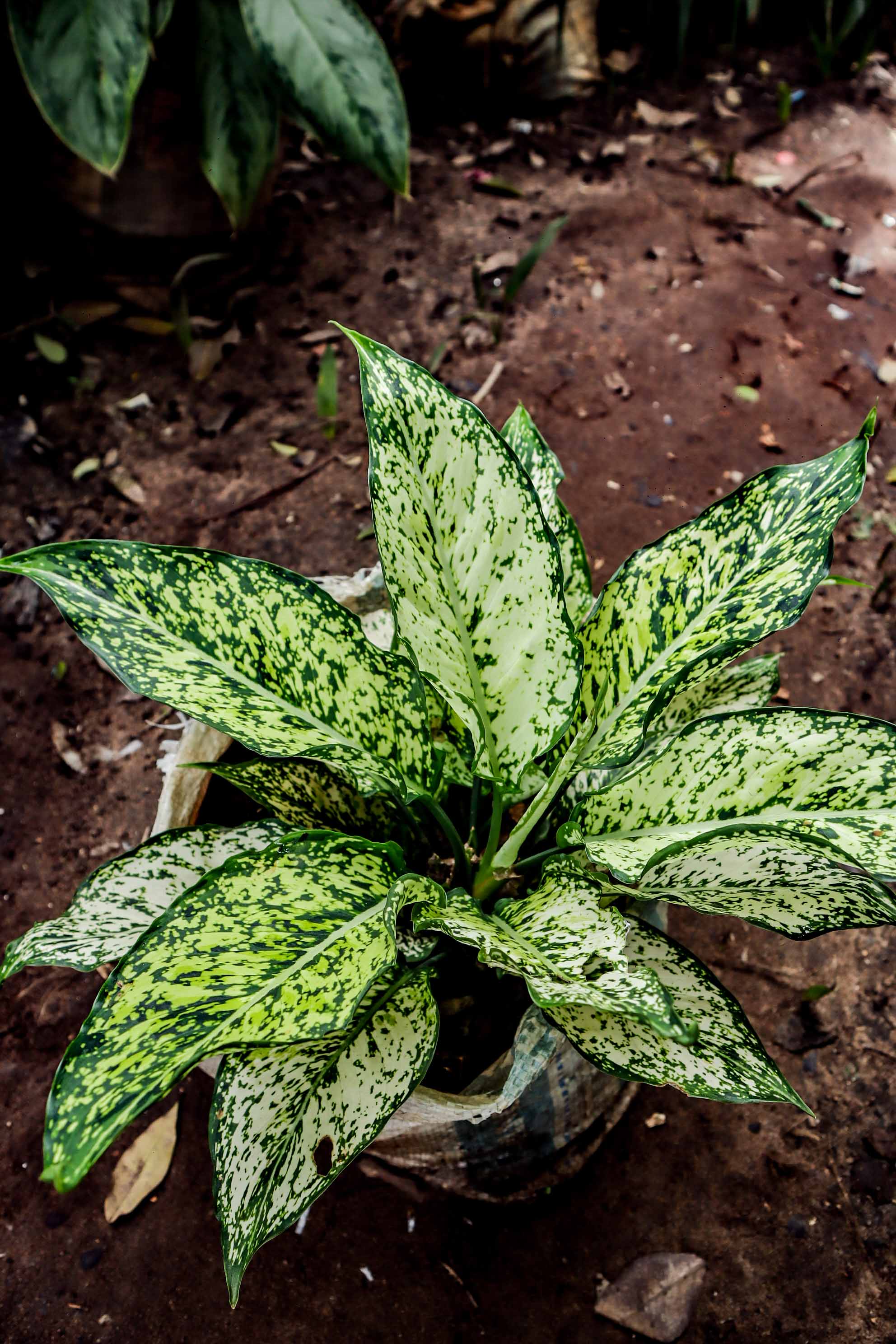 Aglaonema Snow White Plant