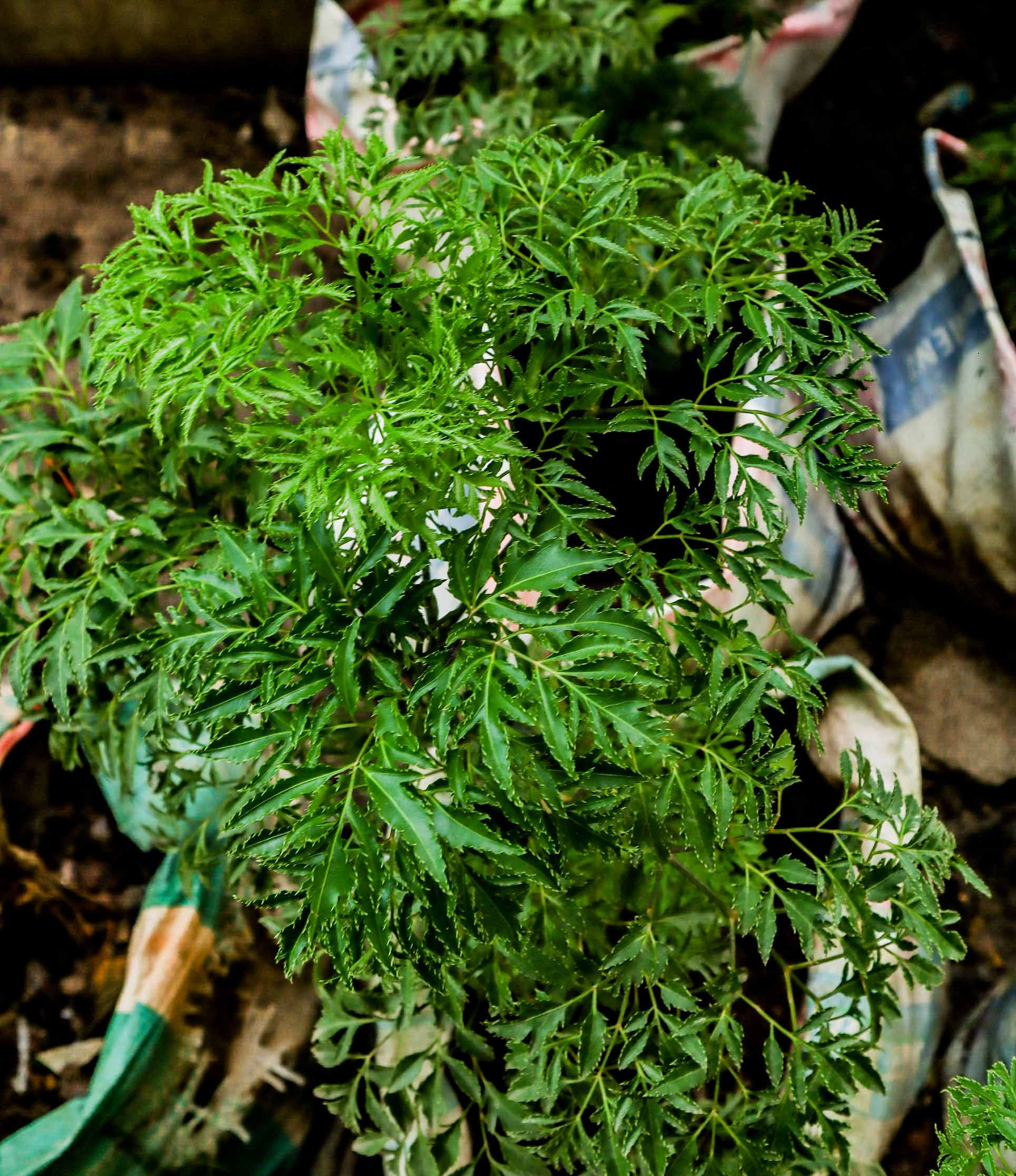 Ming Aralia Plant