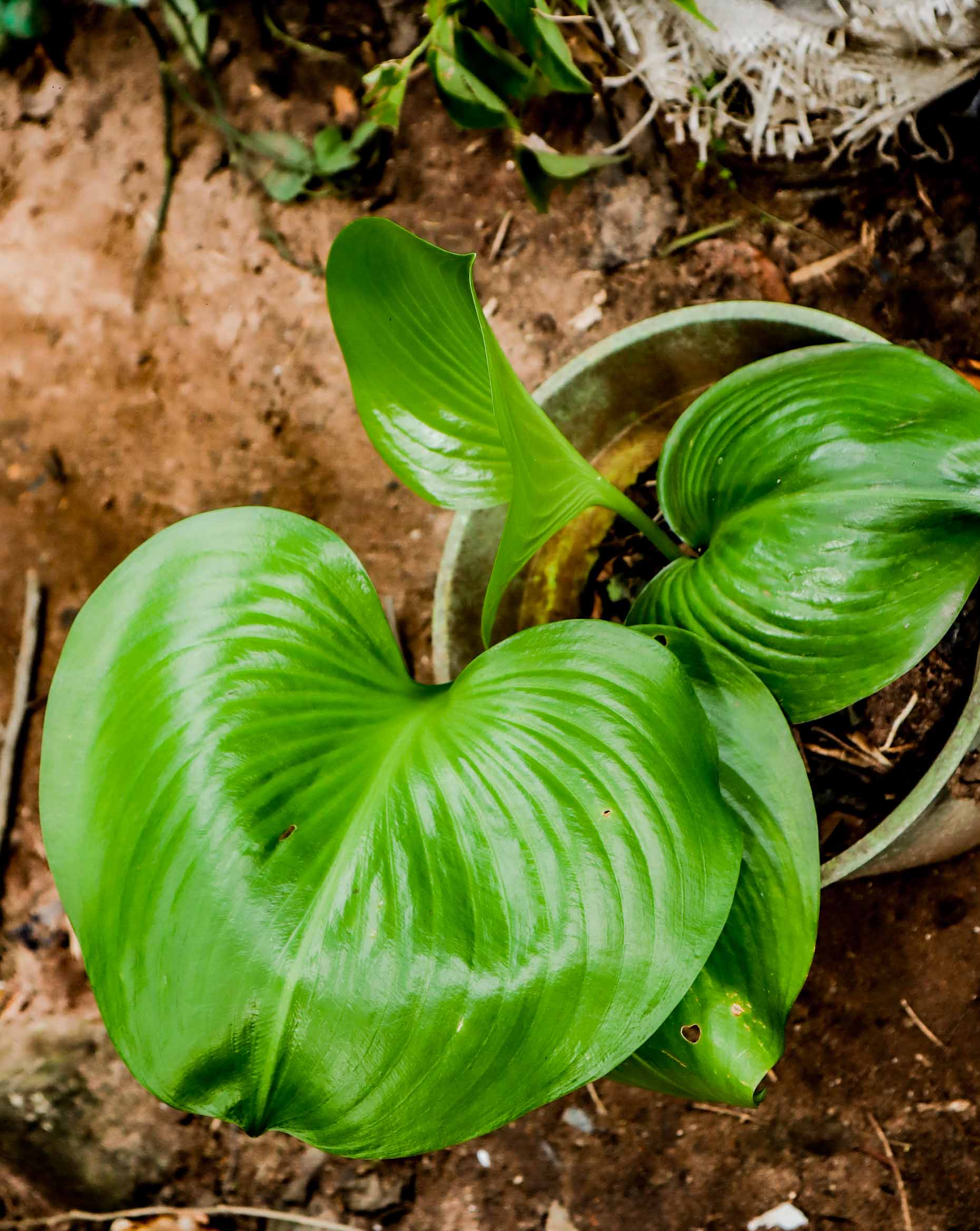 Homalomena Green Heart Plant – Glossy Heart-Shaped Indoor Foliage Plant
