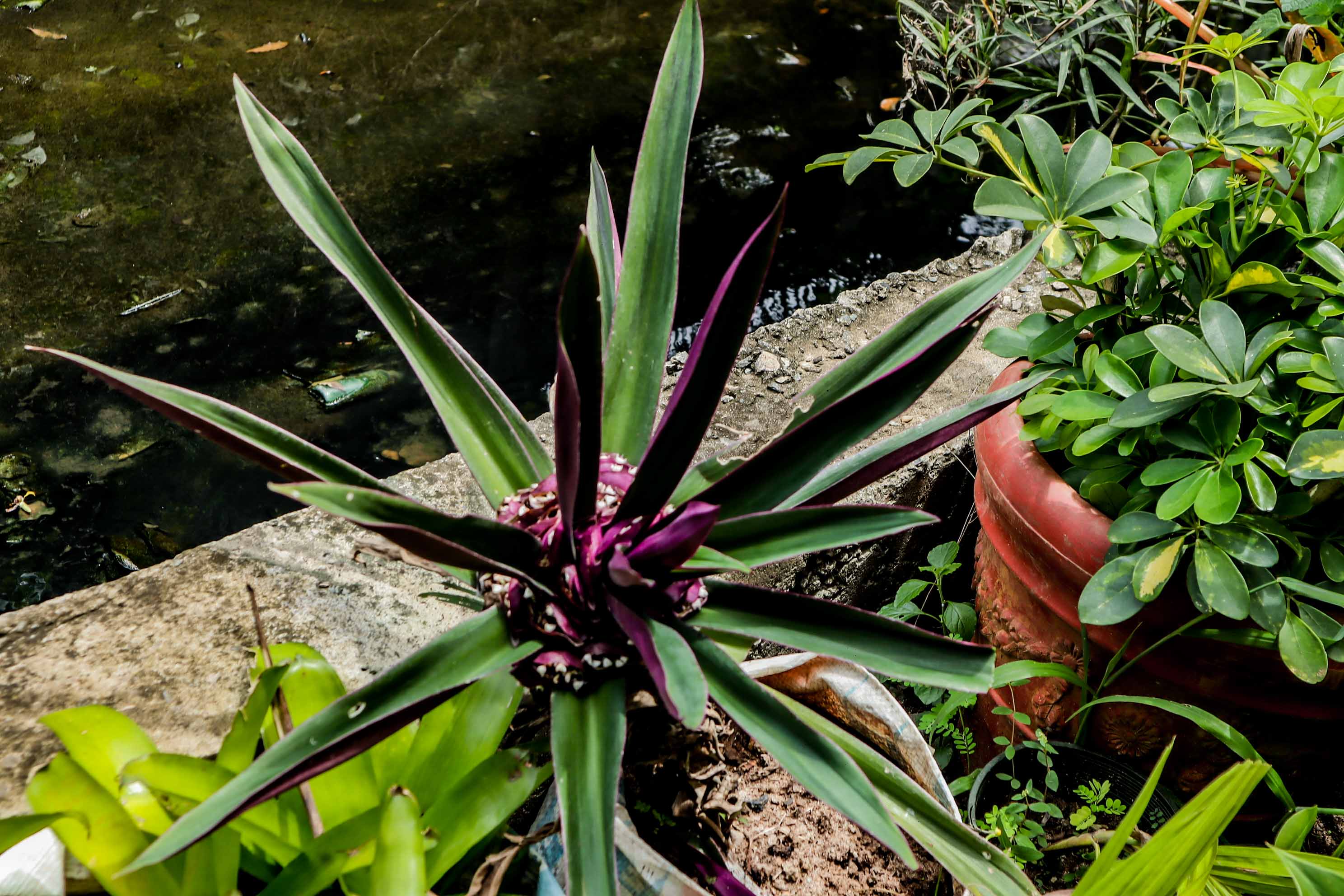 Oyster Plant – Tradescantia Spathacea Purple Foliage Plant