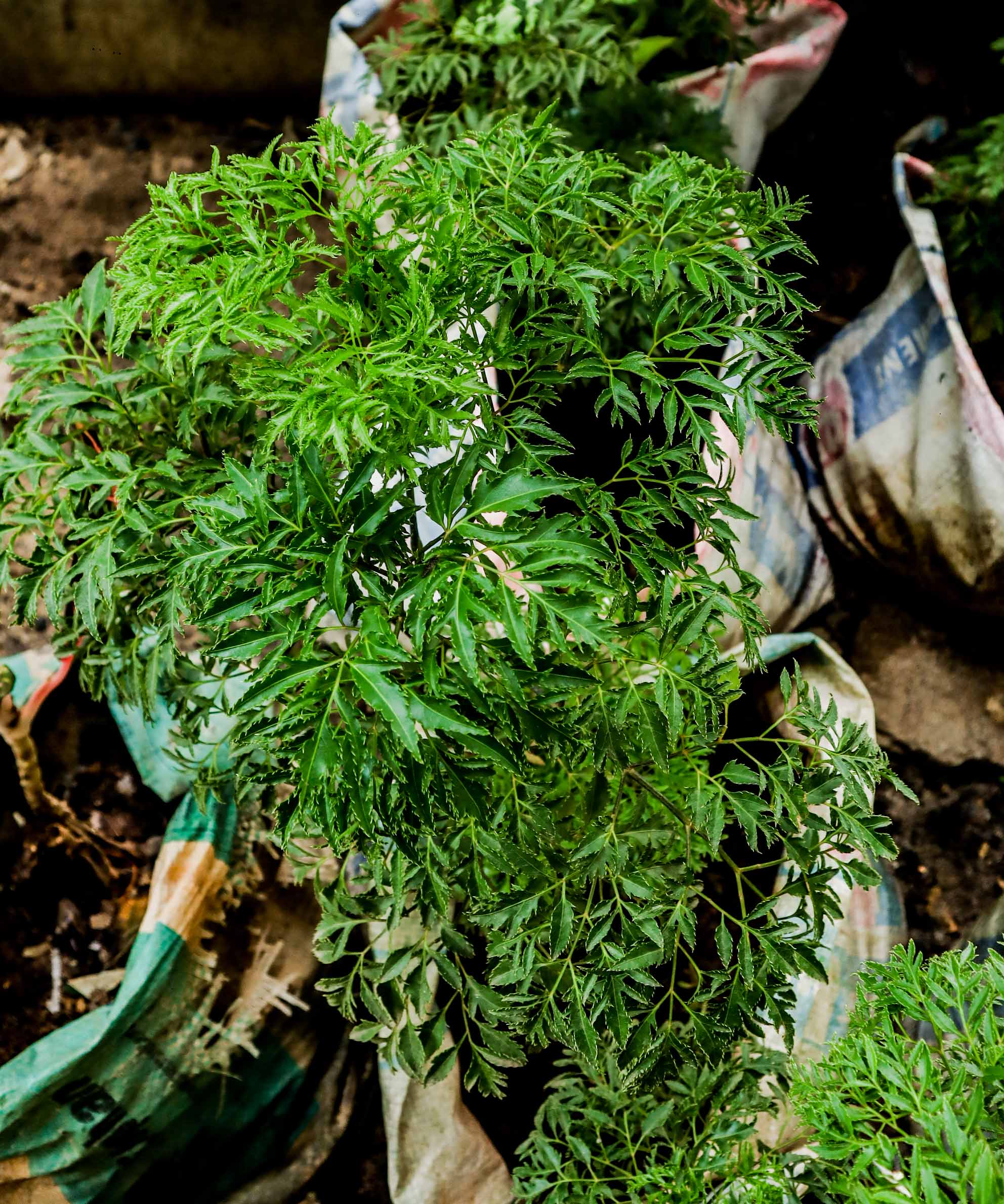 Ming Aralia Plant