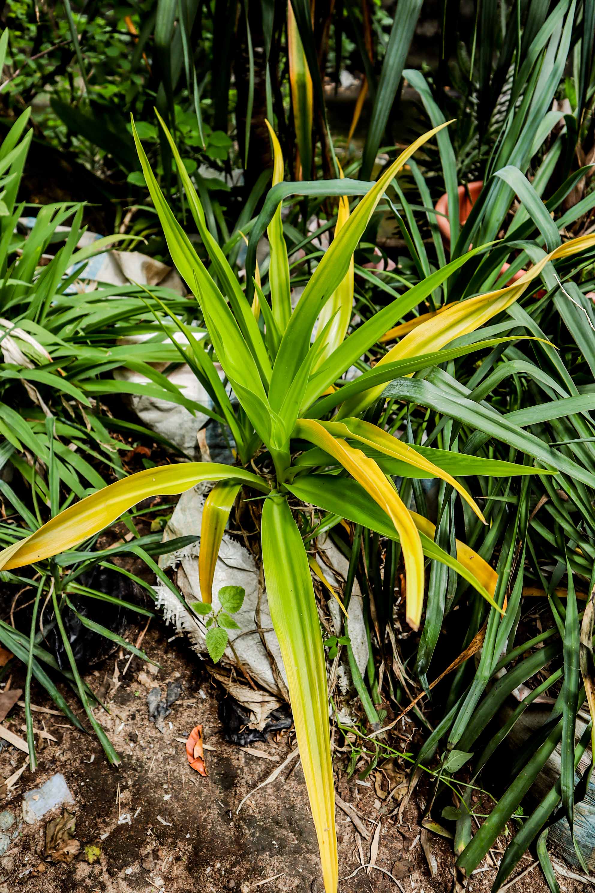 Dracaena Lemon Lime Plant – Bright Variegated Indoor & Patio Foliage Plant