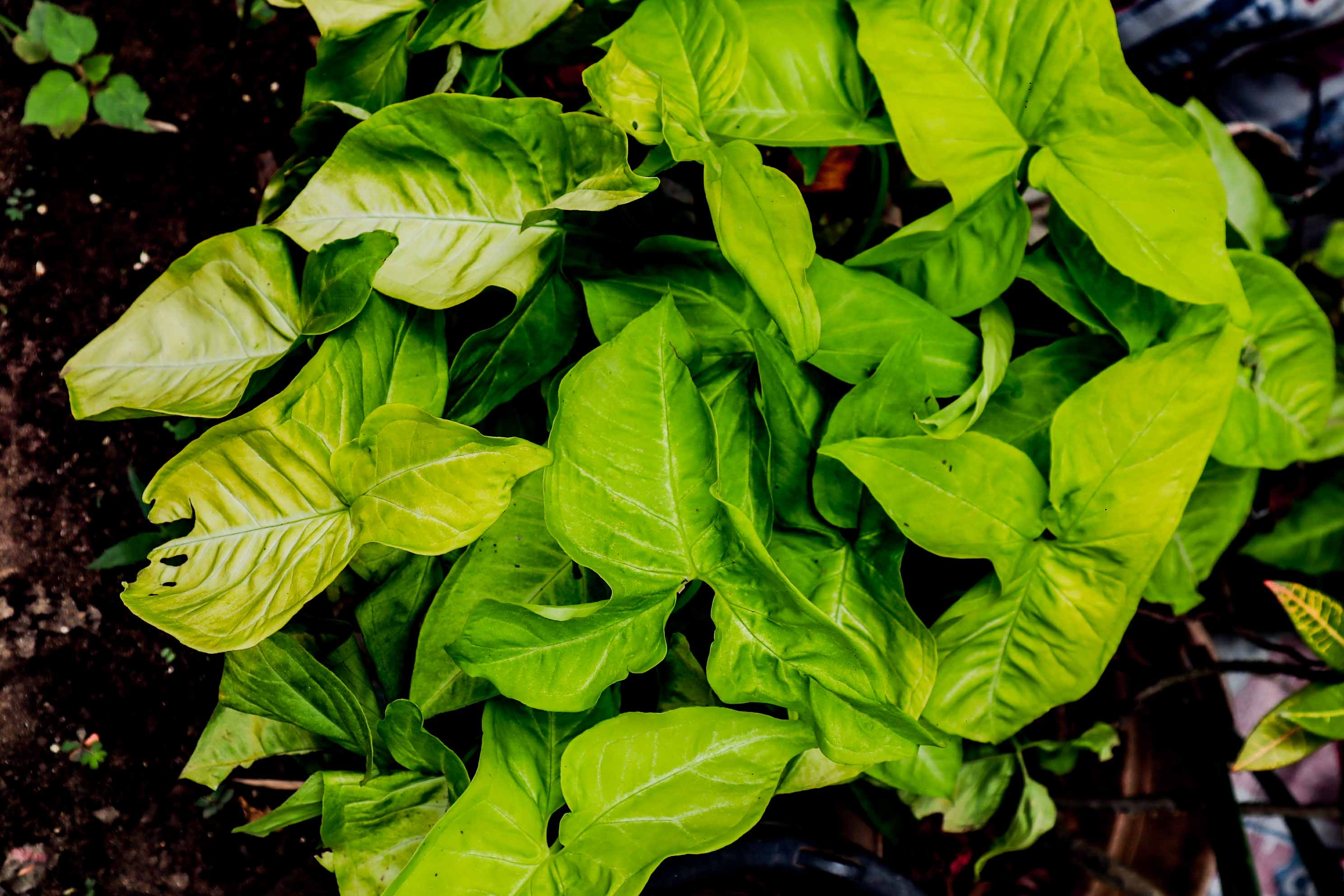 Syngonium Lime Green Arrowhead Plant – Bright Tropical Indoor Foliage Plant