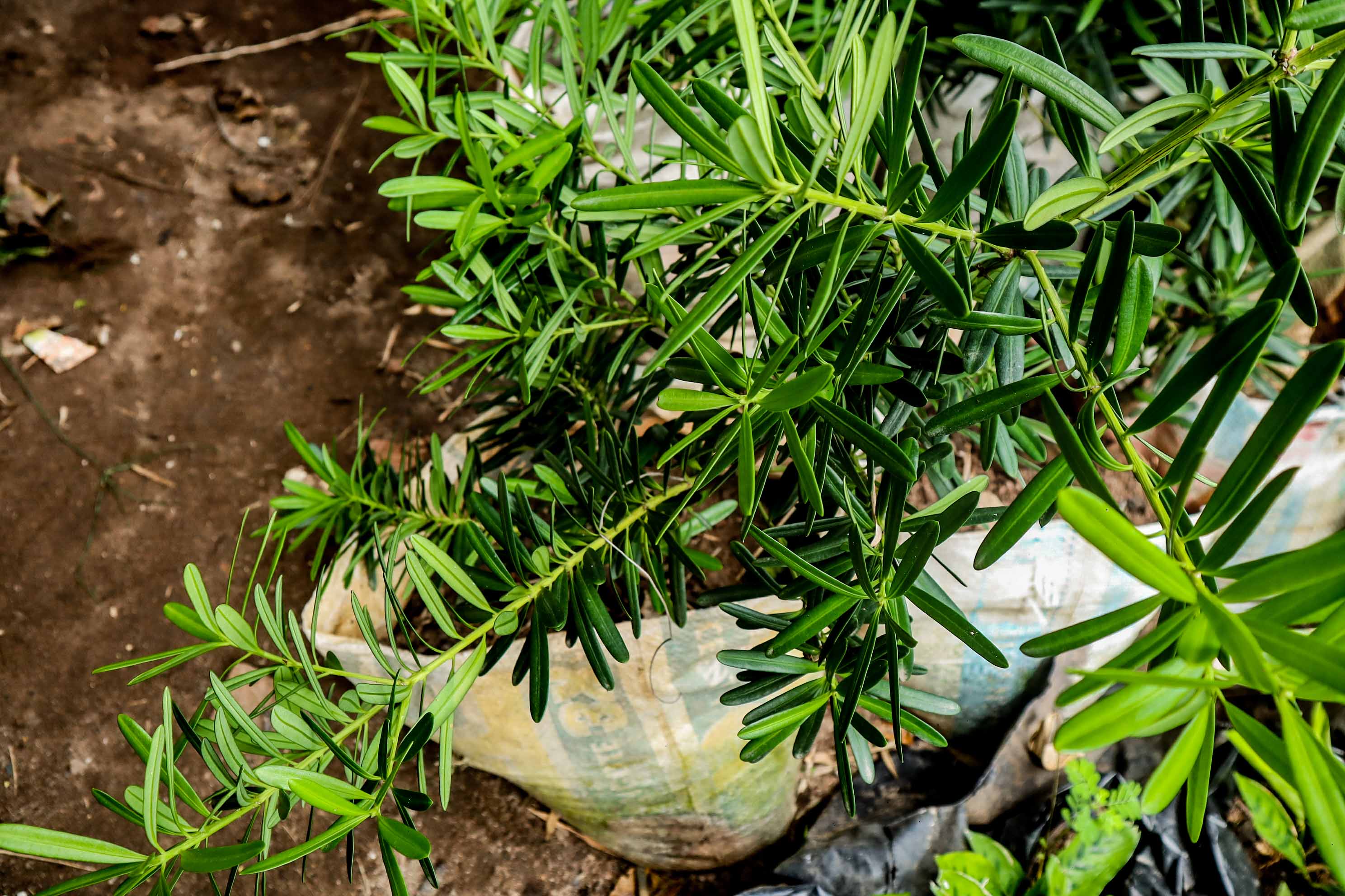 Umbrella Plant – Schefflera Green Ornamental Foliage Plant