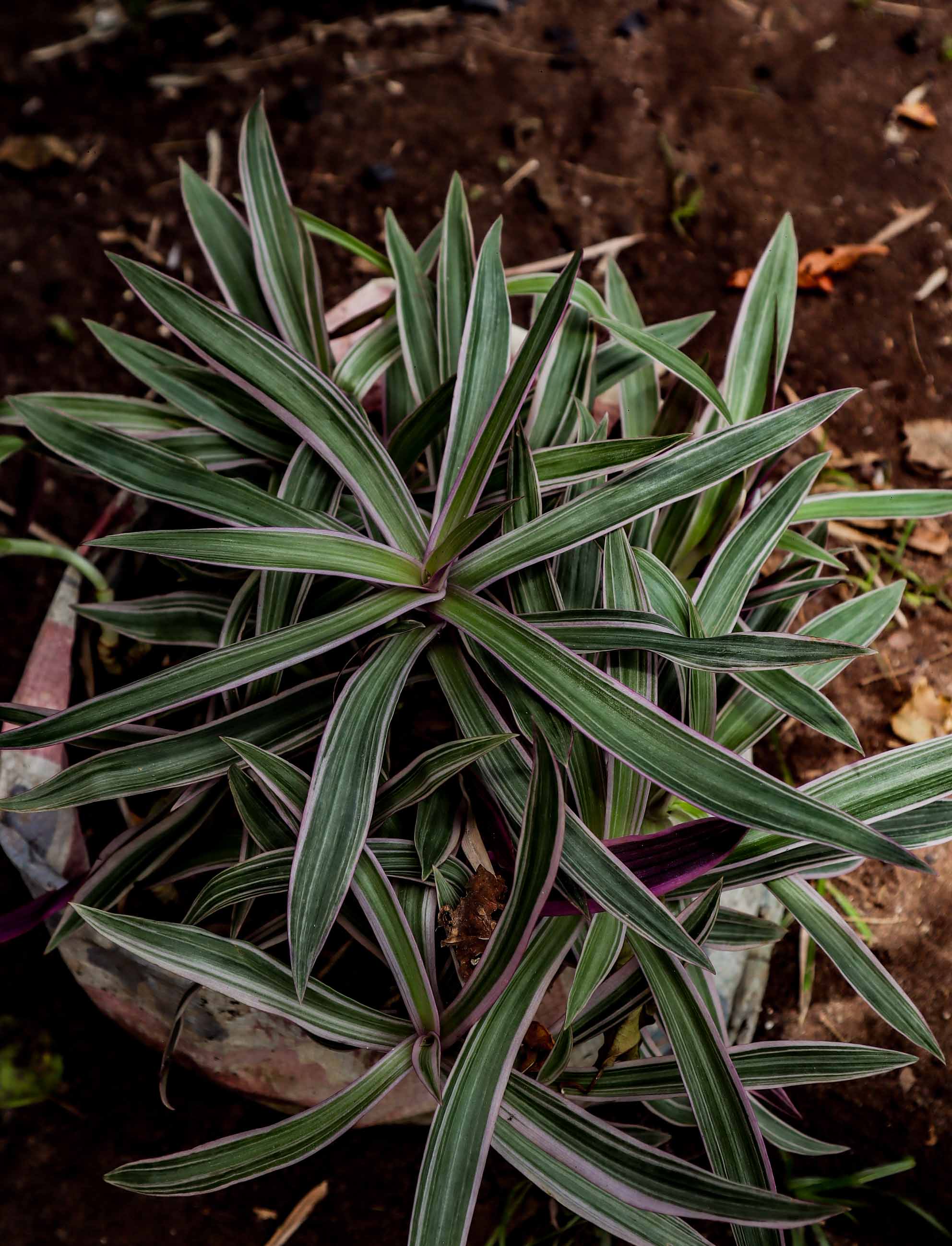 Variegated Moses-in-the-Cradle Plant — Tradescantia Spathacea Tricolor