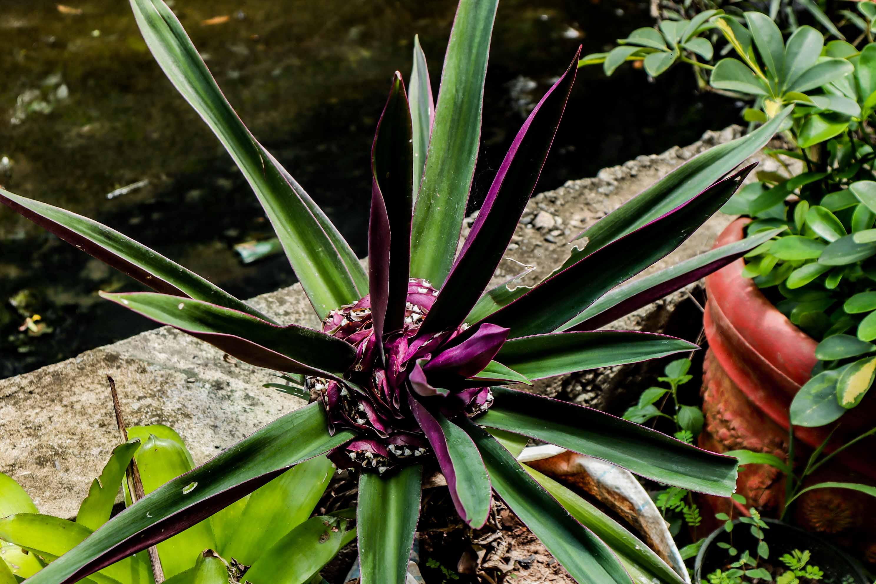 Oyster Plant – Tradescantia Spathacea Purple Foliage Plant
