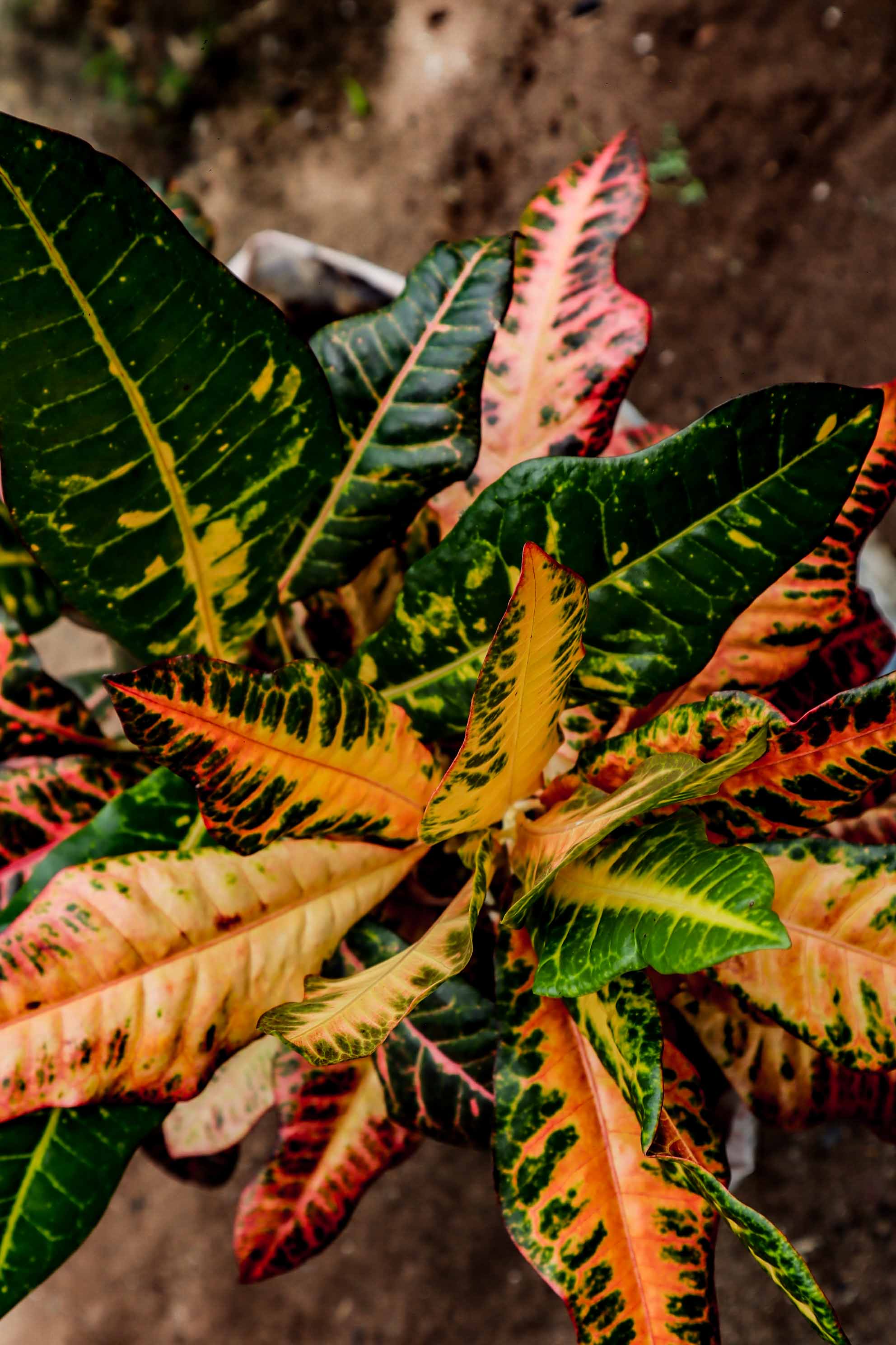 Croton Petra Variegated Tropical Foliage Plant