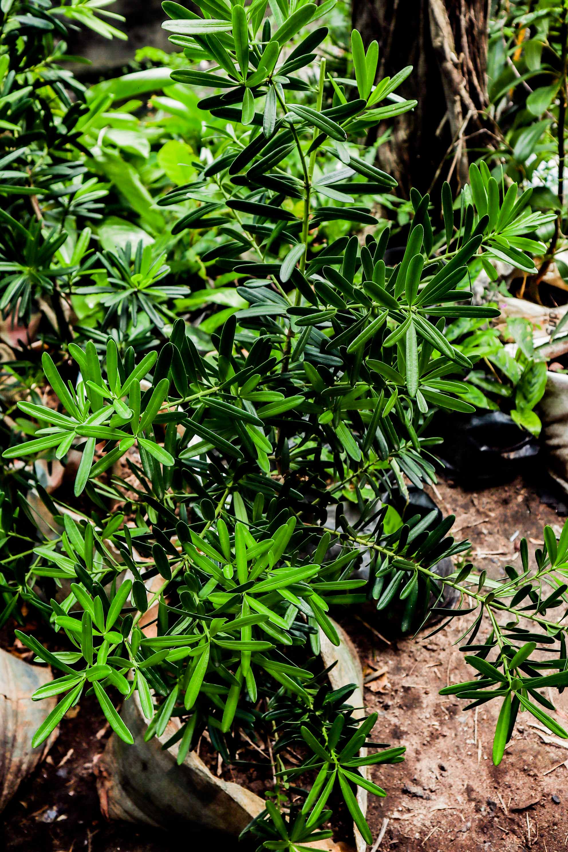 Umbrella Plant – Schefflera Green Ornamental Foliage Plant
