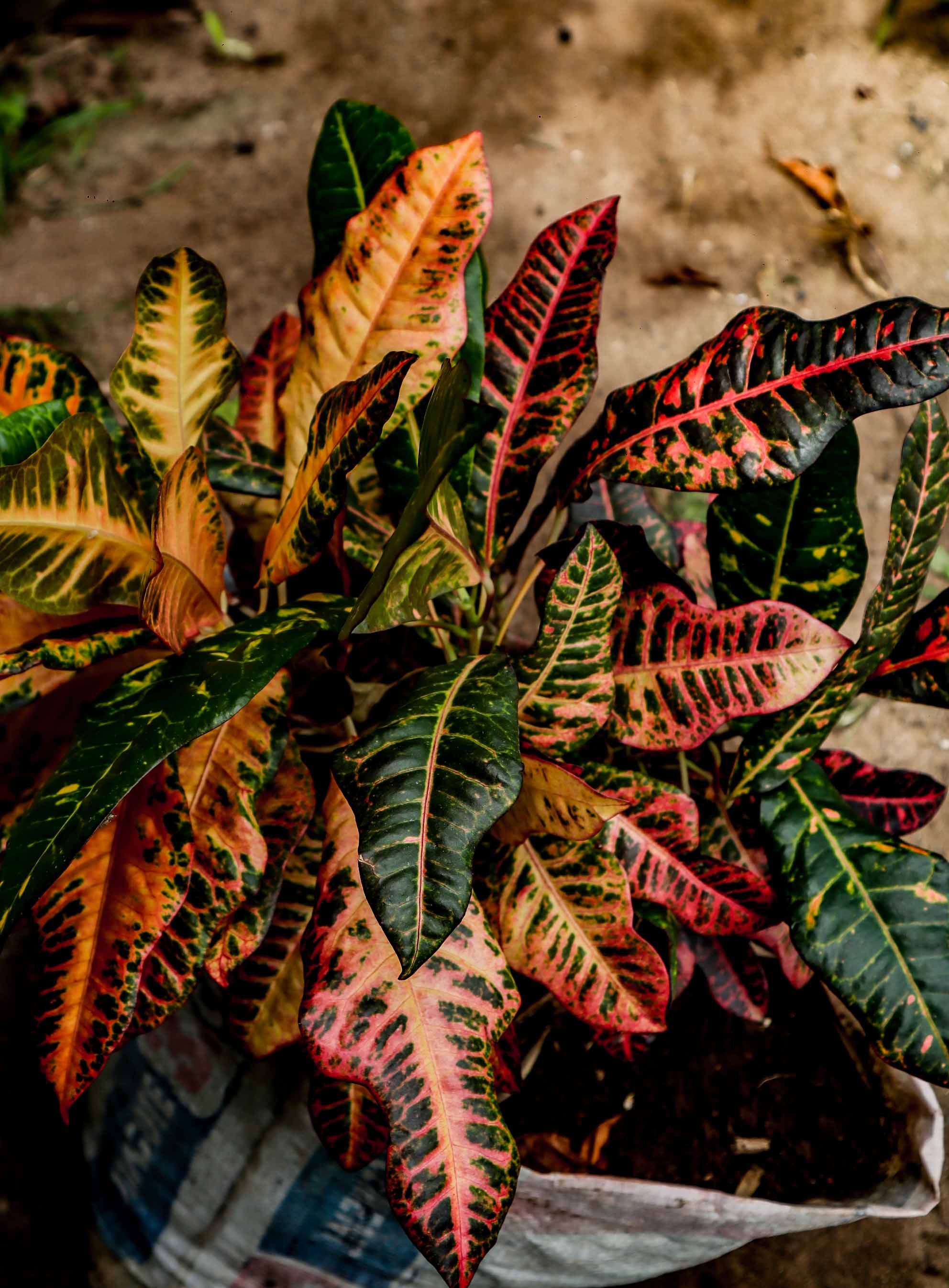 Croton Petra Variegated Tropical Foliage Plant